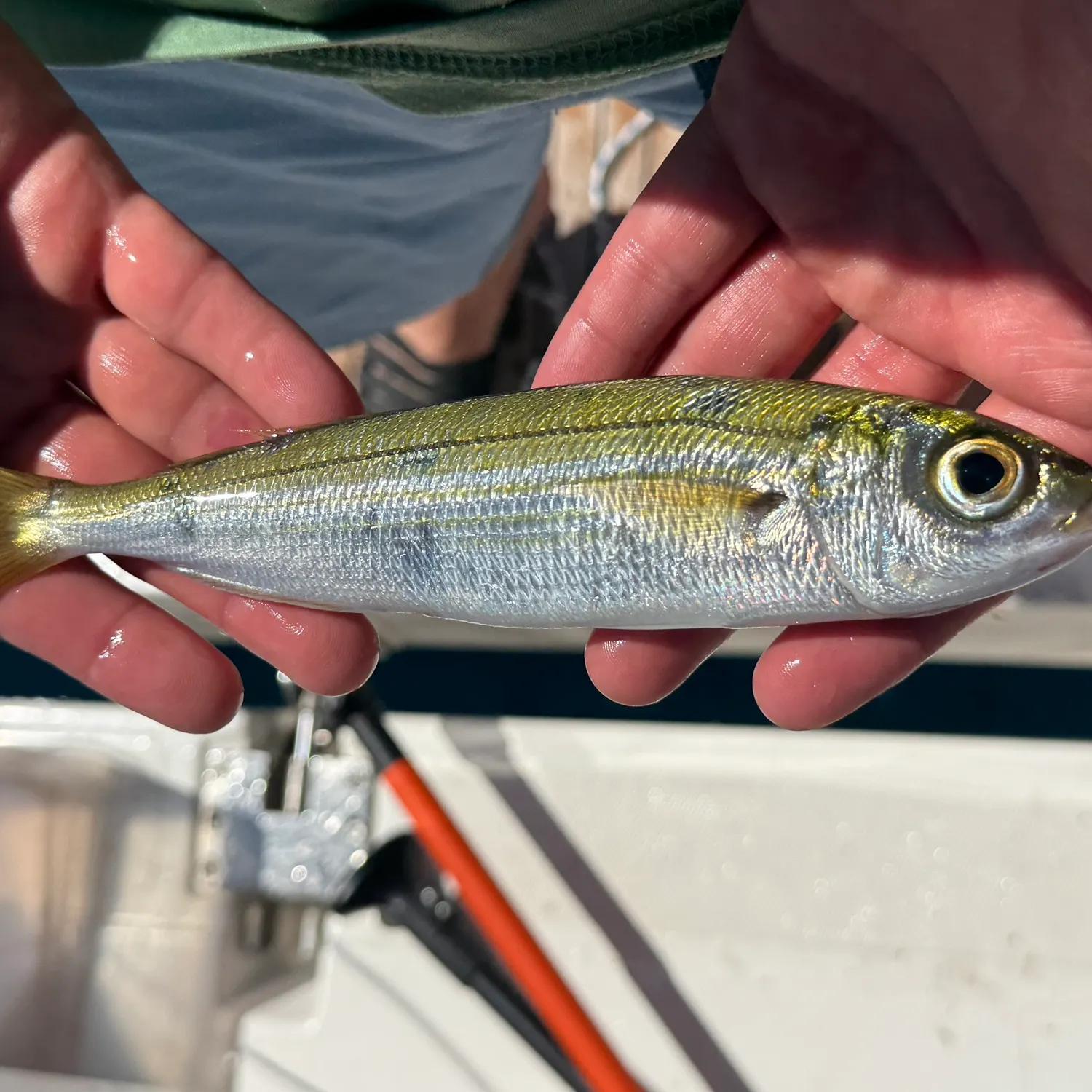 The most recent Round sardinella catches on Fishbrain