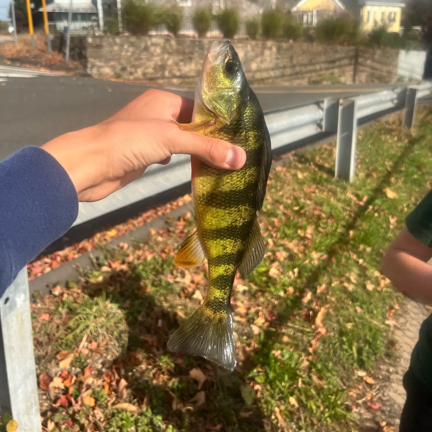 Yellow perch caught on Fishbrain