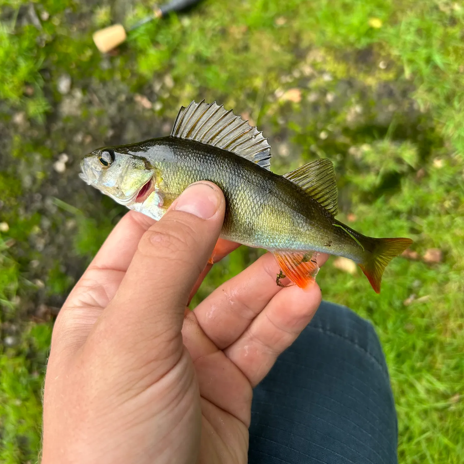 European perch caught on Fishbrain