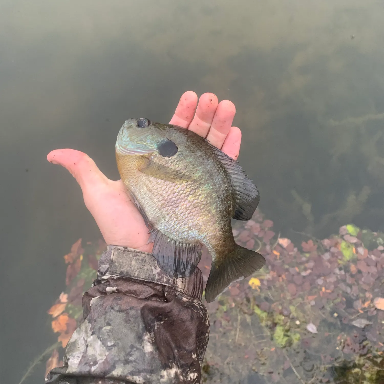 Bluegill caught on Fishbrain