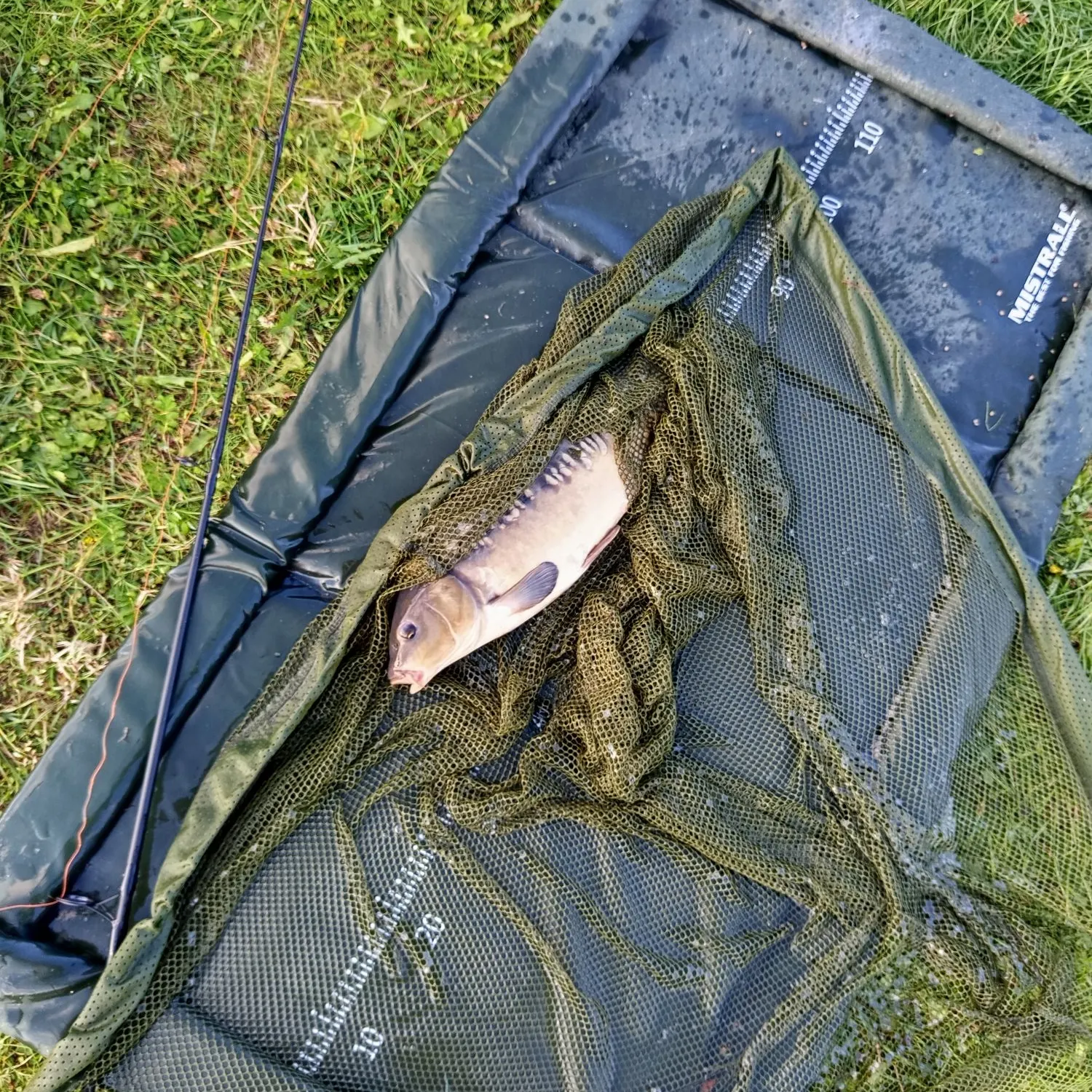 The most recent Leather carp catches on Fishbrain