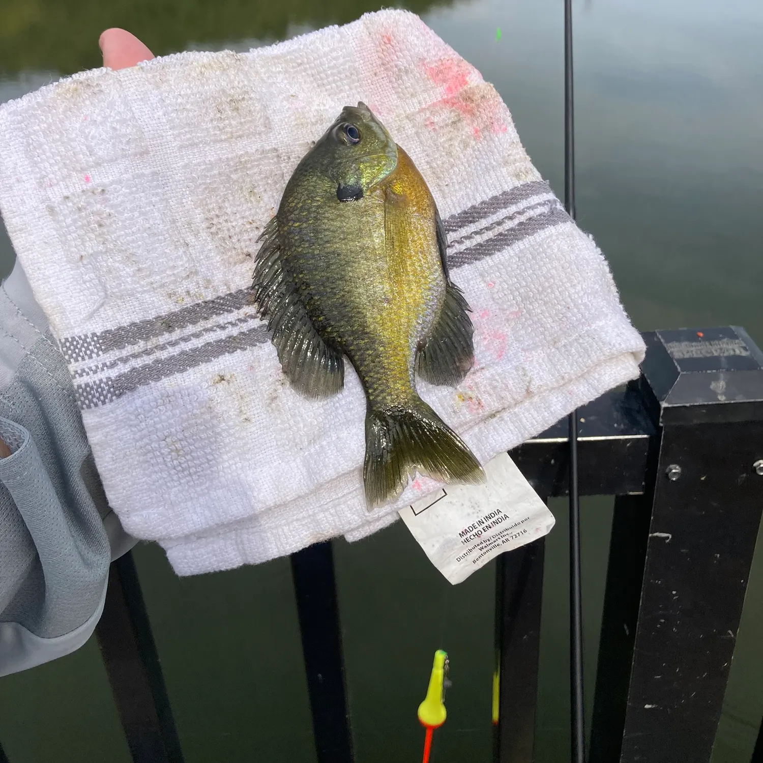 Bluegill caught on Fishbrain