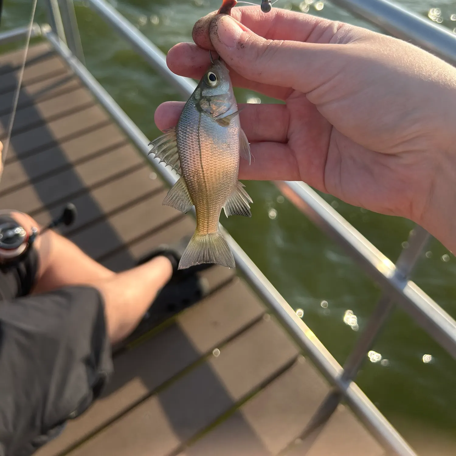 White perch caught on Fishbrain