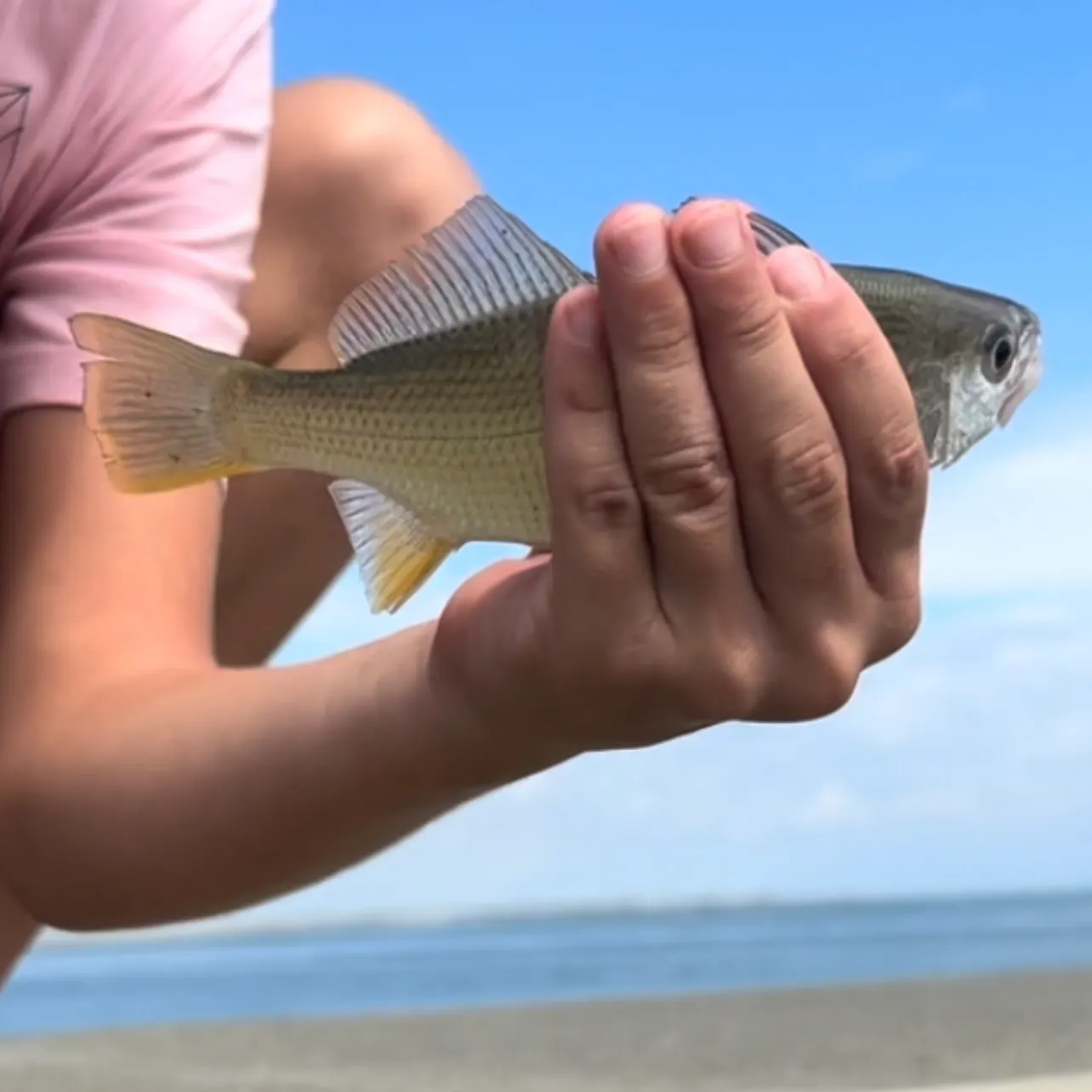 Silver perch caught on Fishbrain