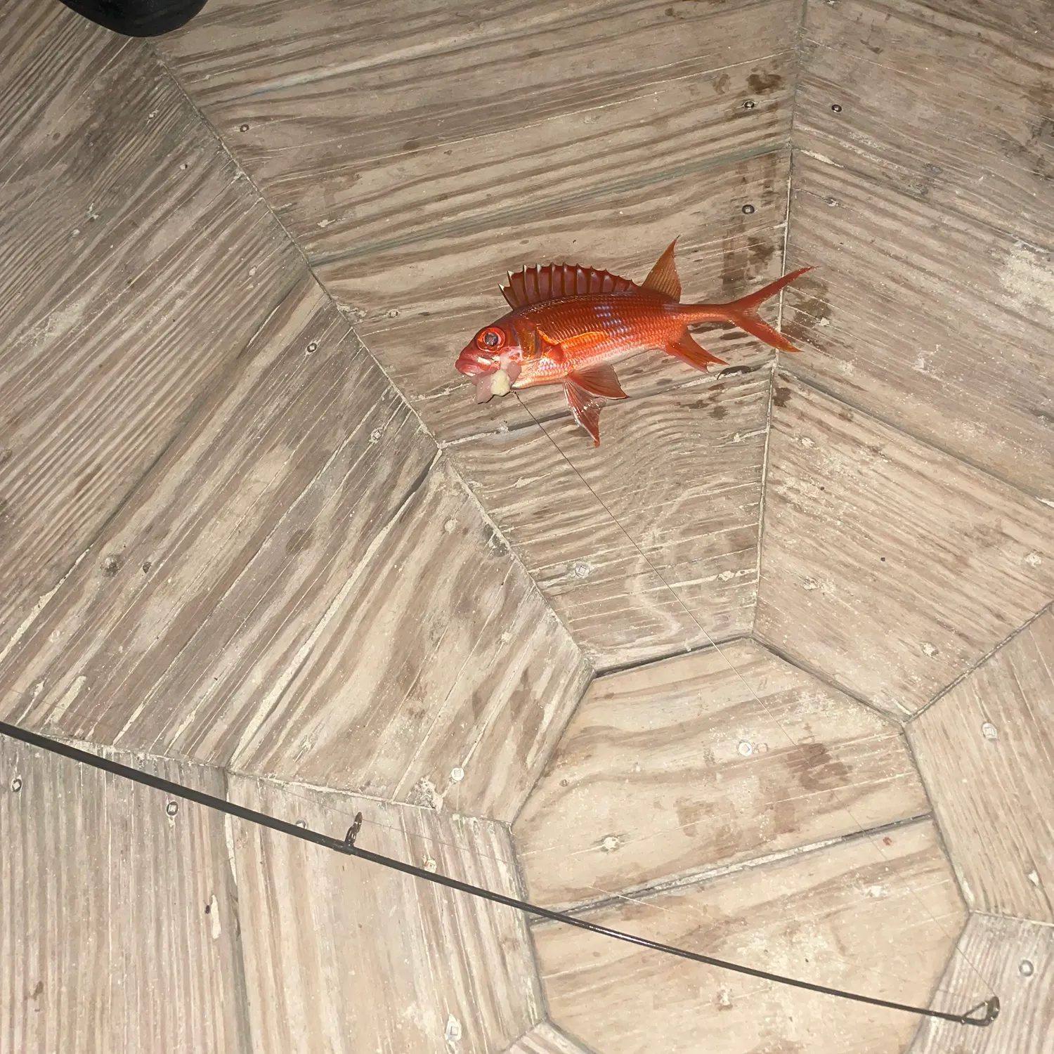 The most recent Common squirrelfish catches on Fishbrain
