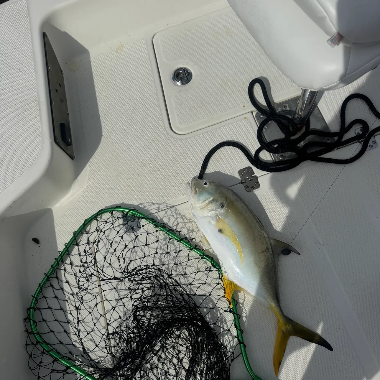 Crevalle jack caught on Fishbrain