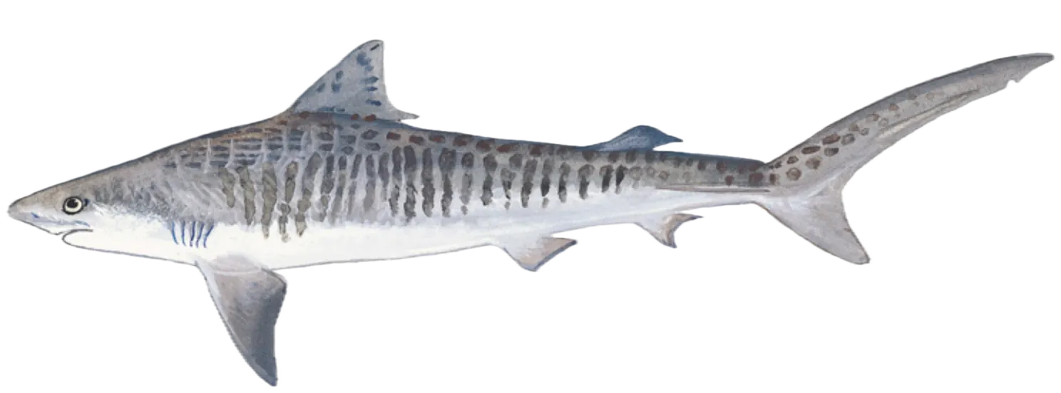 Tiger shark