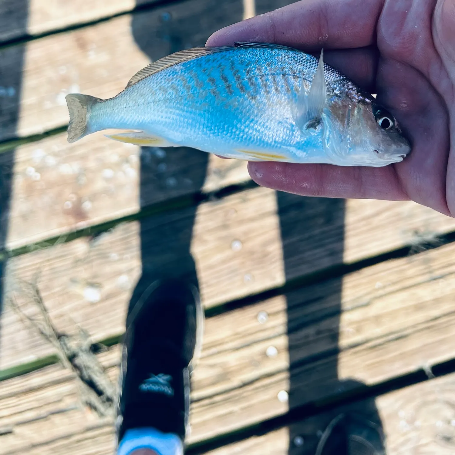 Spot croaker caught on Fishbrain