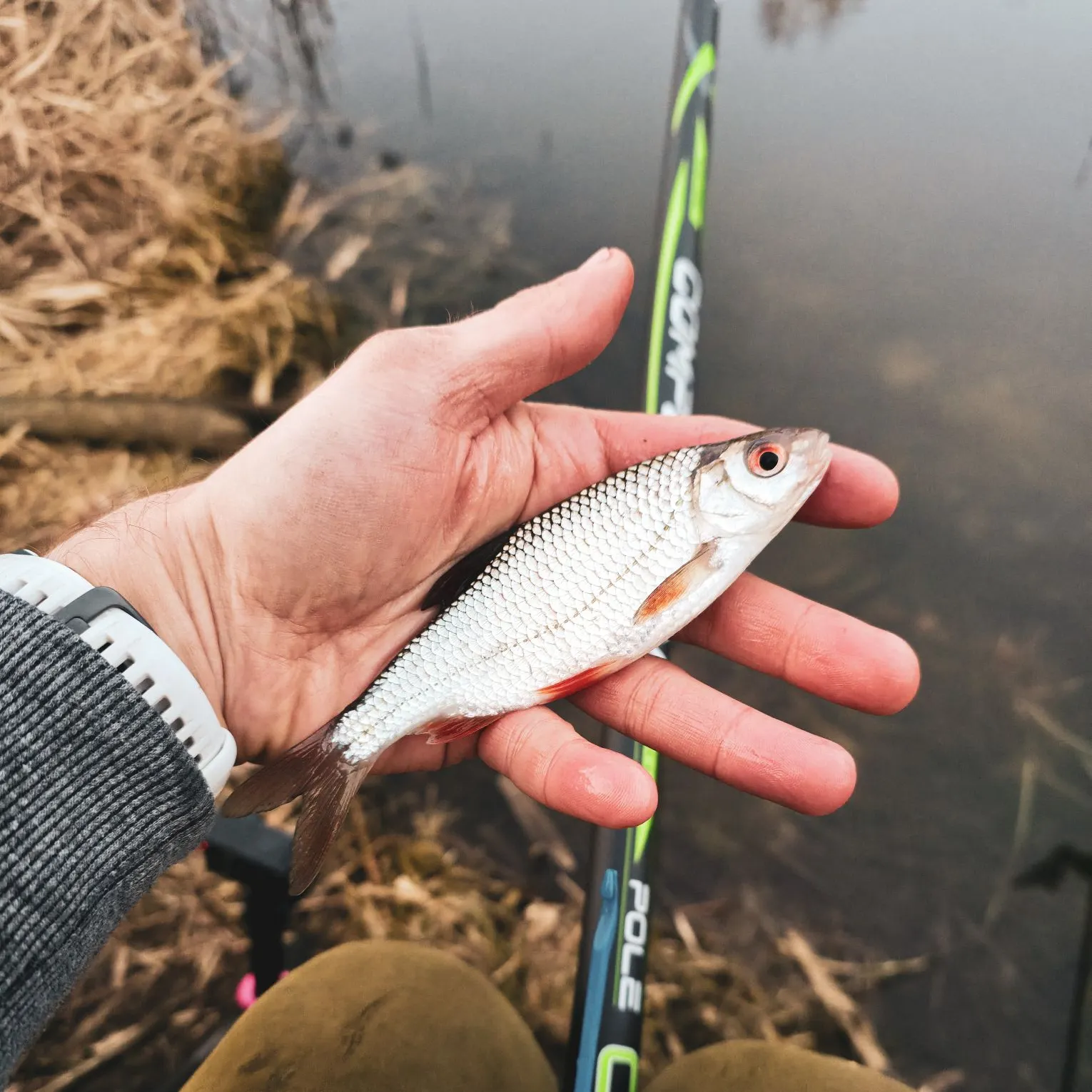 The most recent Common roach catches on Fishbrain