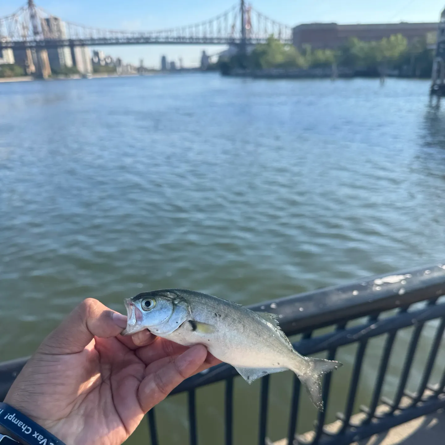 Bluefish caught on Fishbrain
