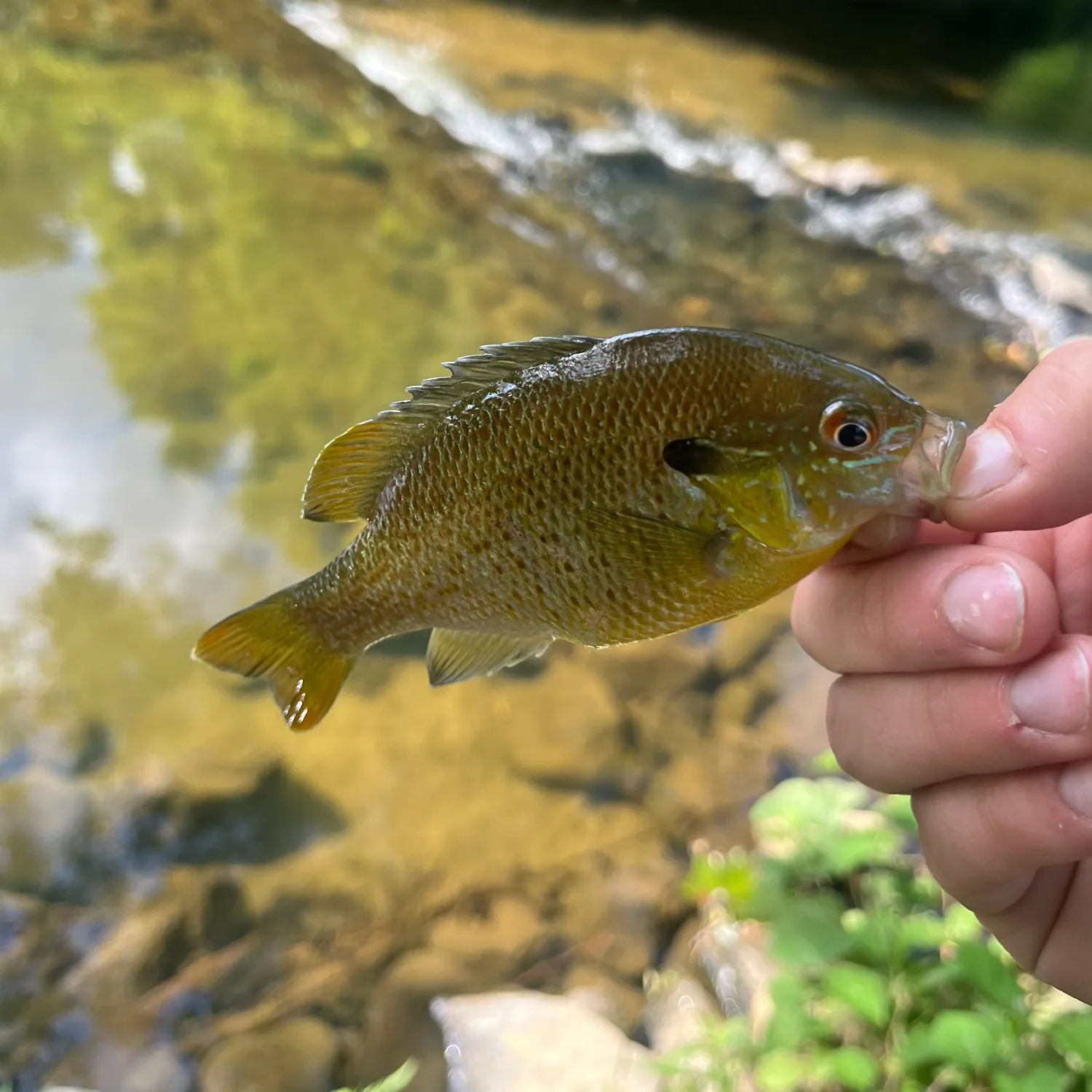 Redbreast sunfish caught on Fishbrain