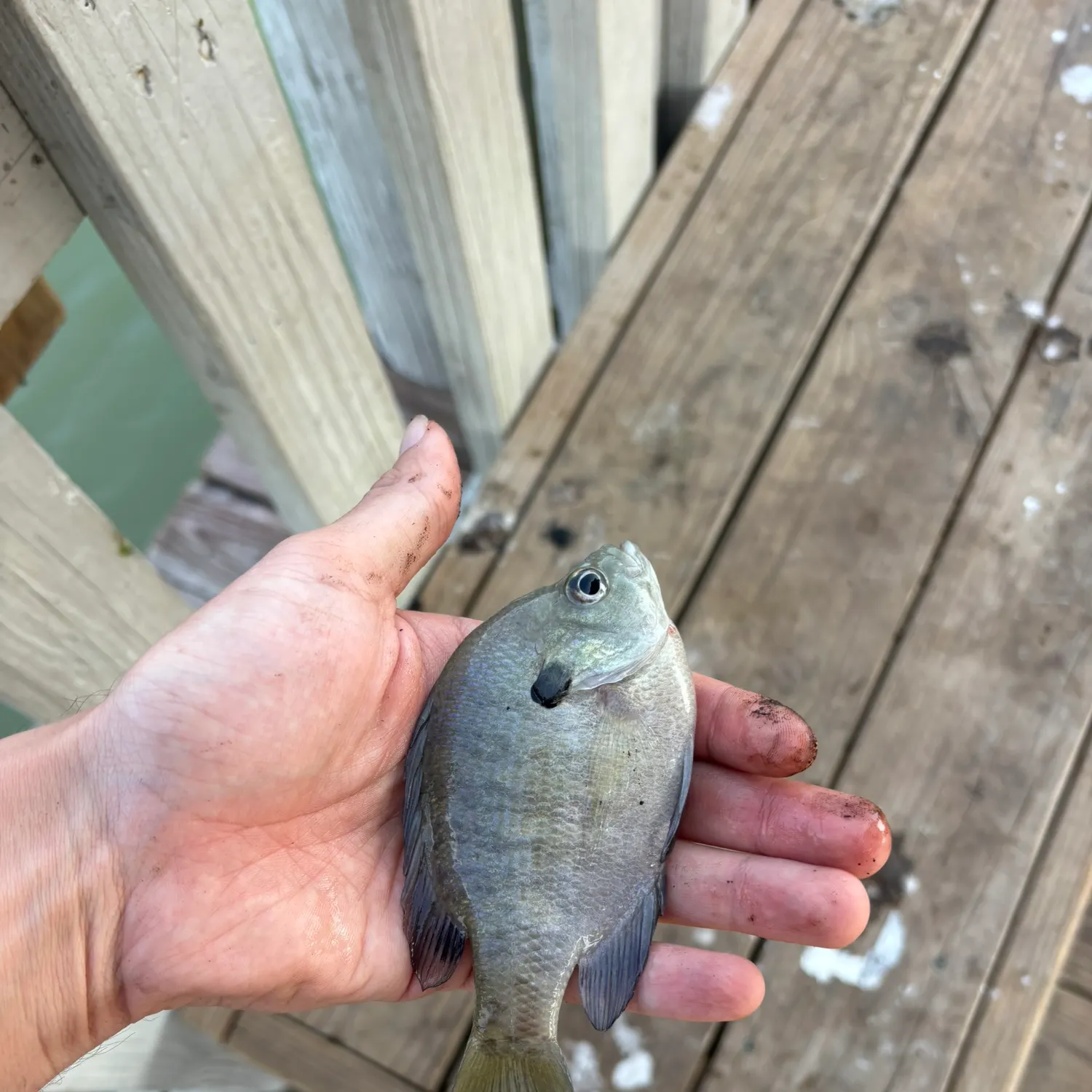 Bluegill caught on Fishbrain