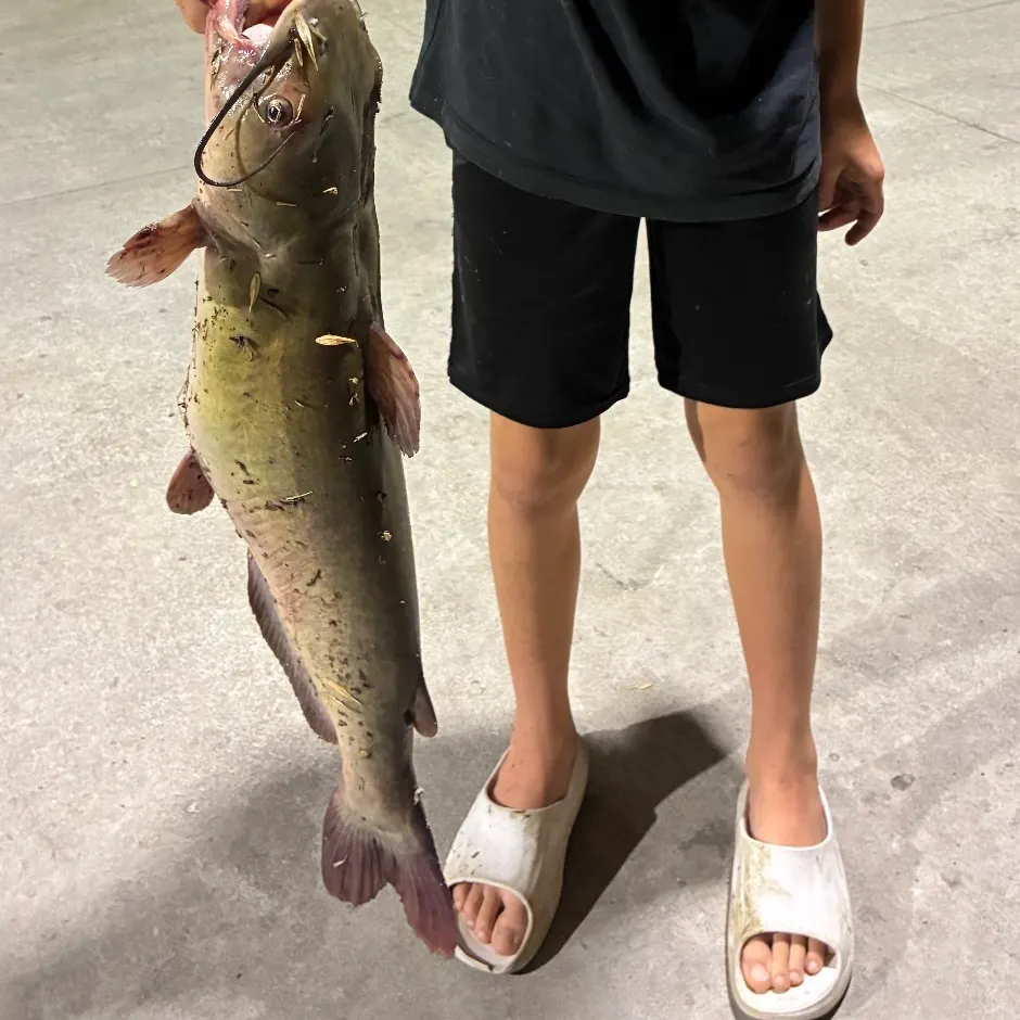 Channel catfish caught on Fishbrain