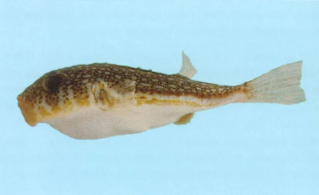 Yellowspotted puffer