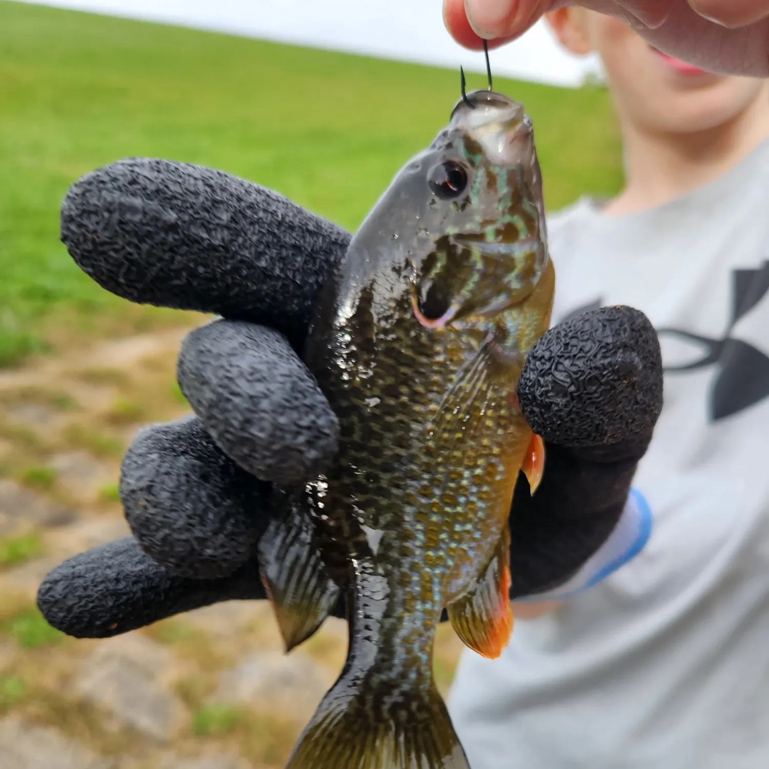 Greengill hybrid caught on Fishbrain