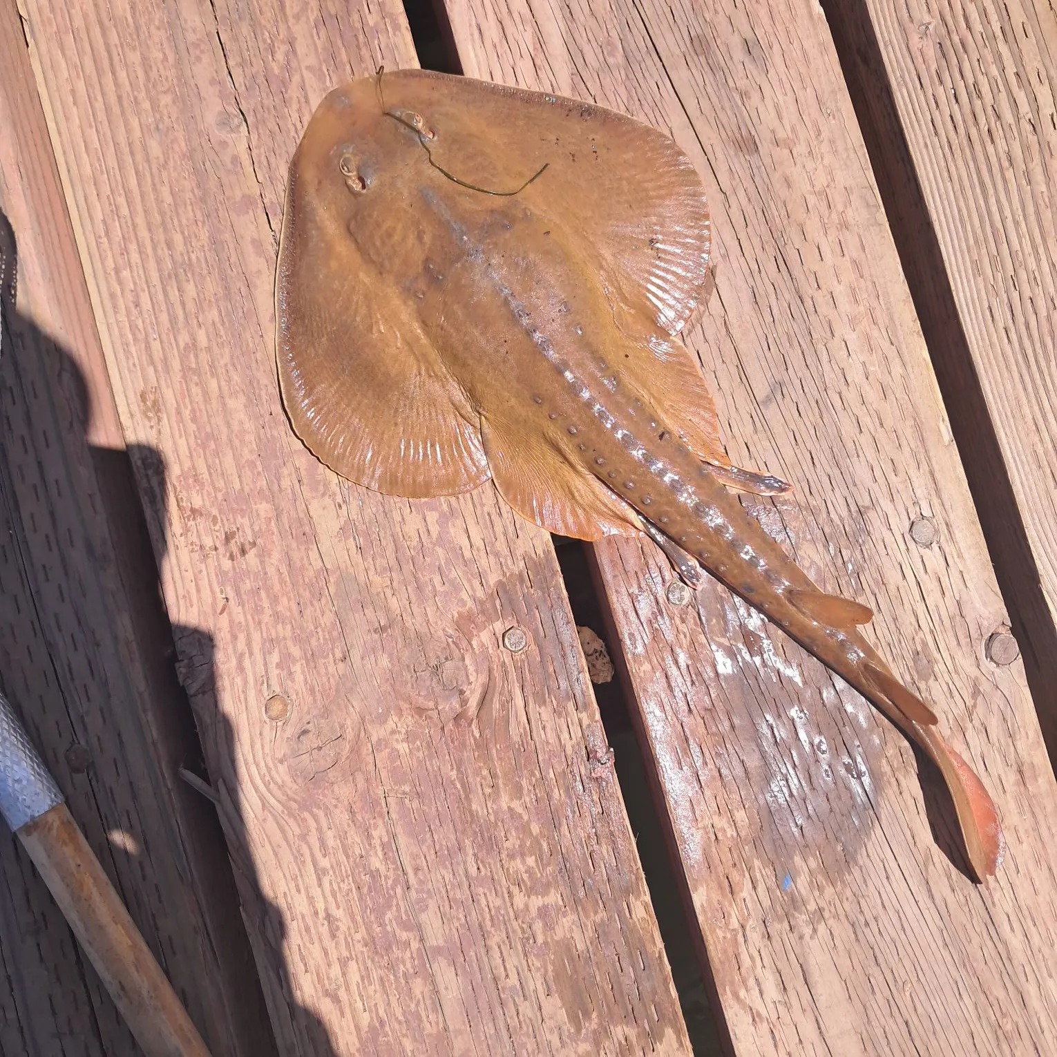 The most recent Starry ray catches on Fishbrain