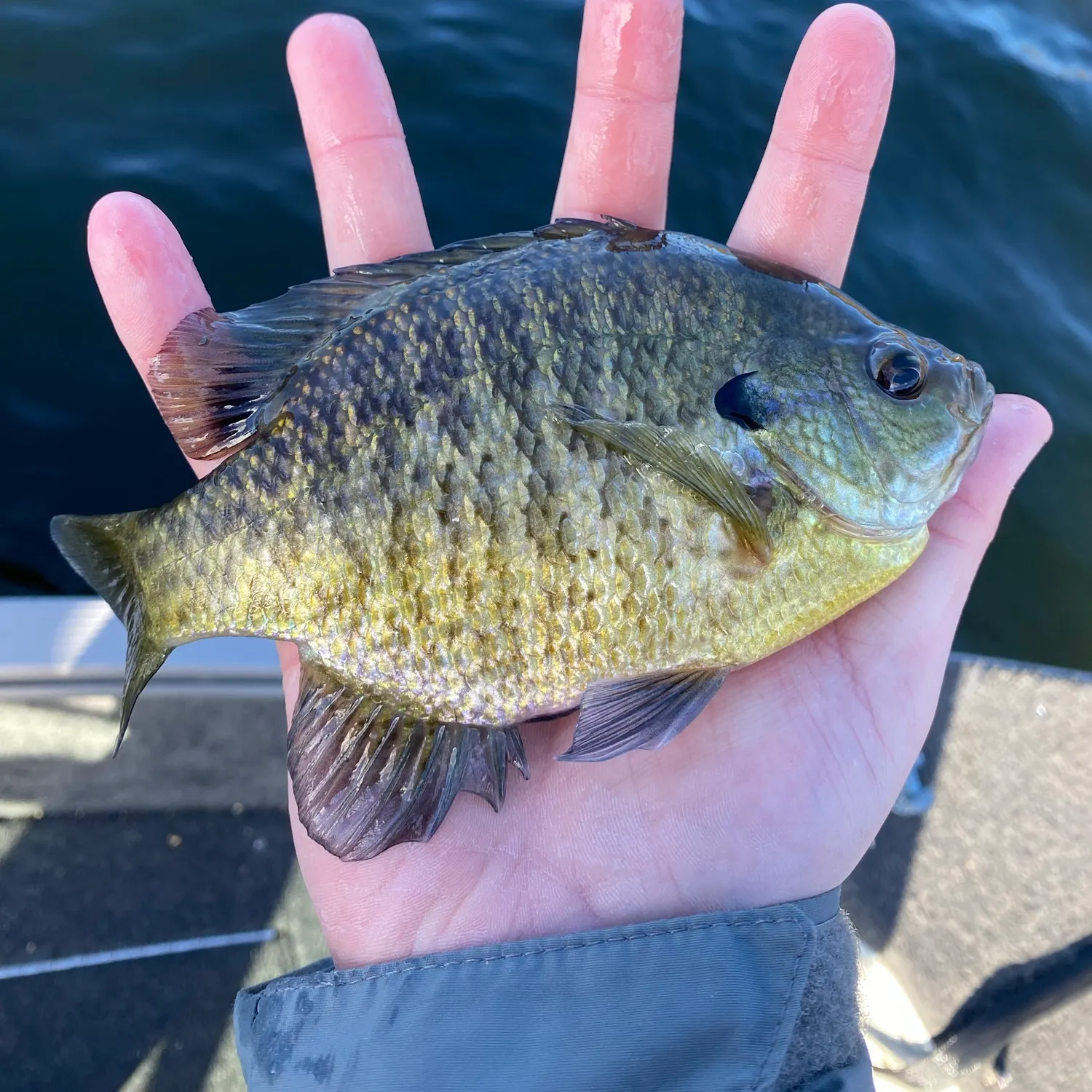 Bluegill caught on Fishbrain