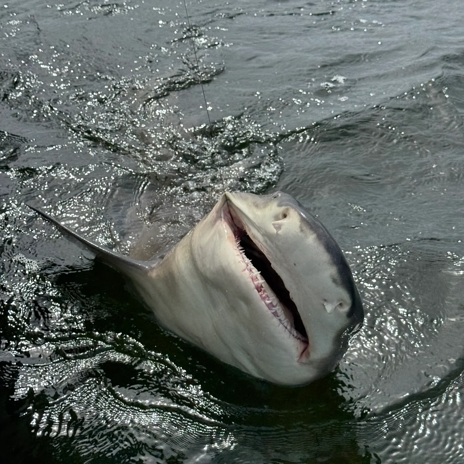 The most recent Lemon shark catches on Fishbrain