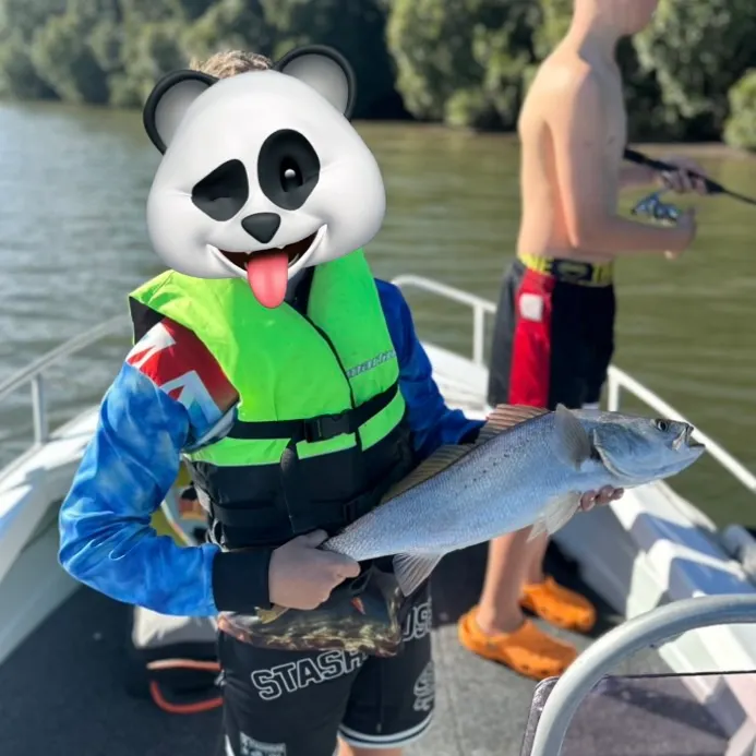 The most recent Japanese meagre catches on Fishbrain