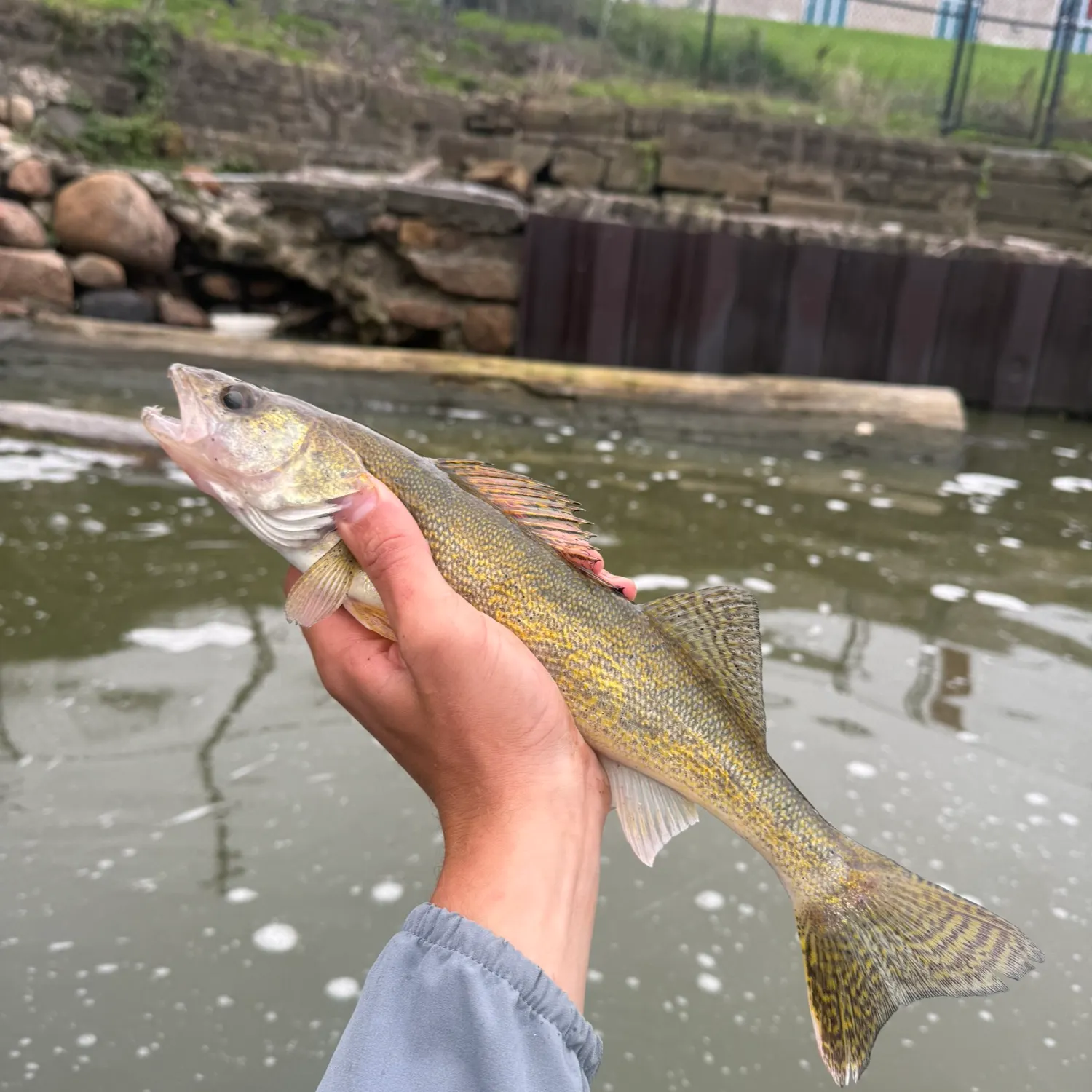 Saugeye caught on Fishbrain