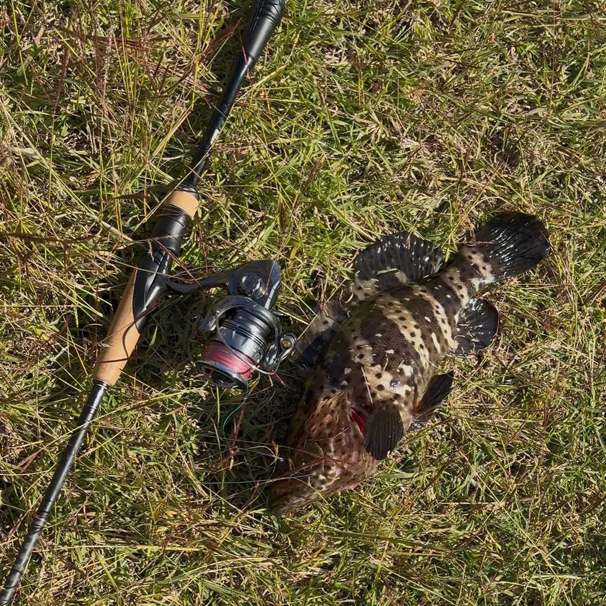 The most recent Orange-spotted grouper catches on Fishbrain