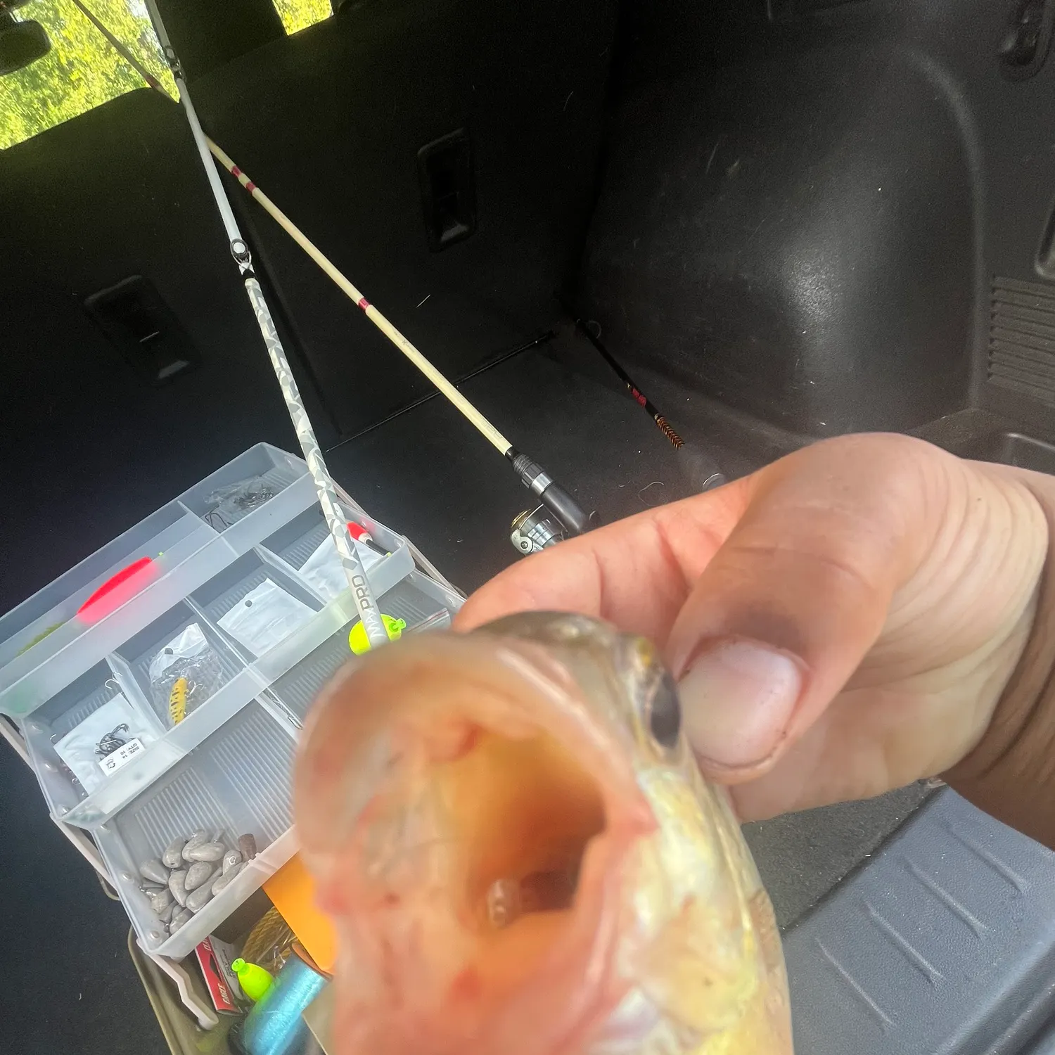 Fish caught on Fishbrain