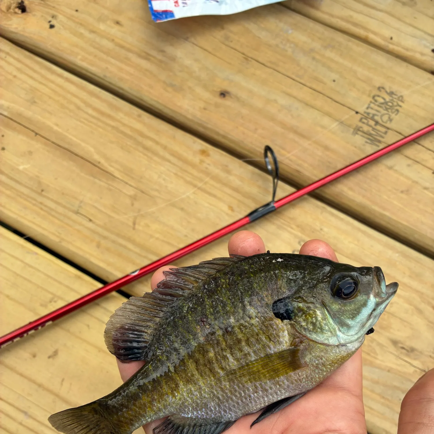 Bluegill caught on Fishbrain