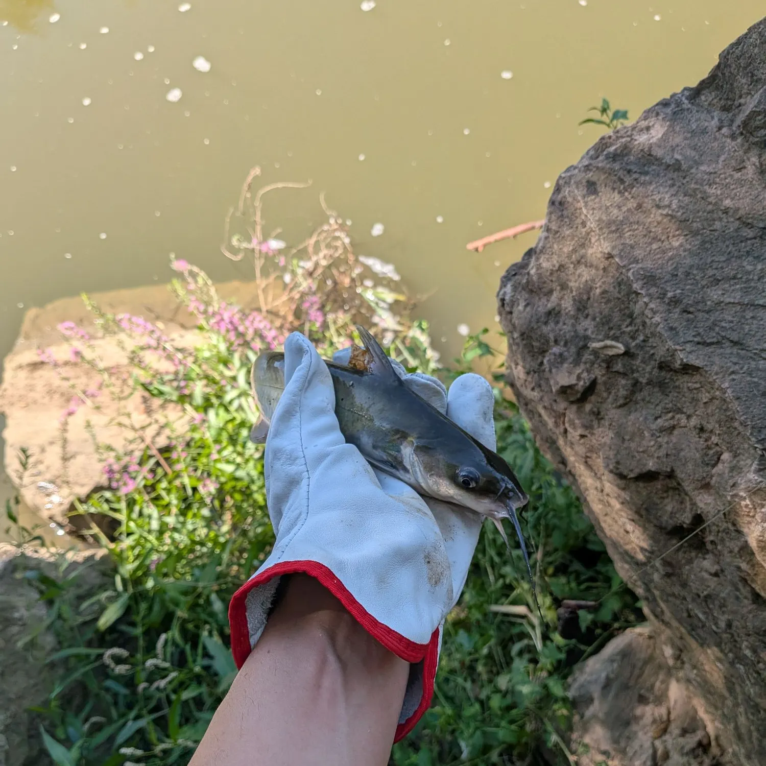 North African catfish caught on Fishbrain