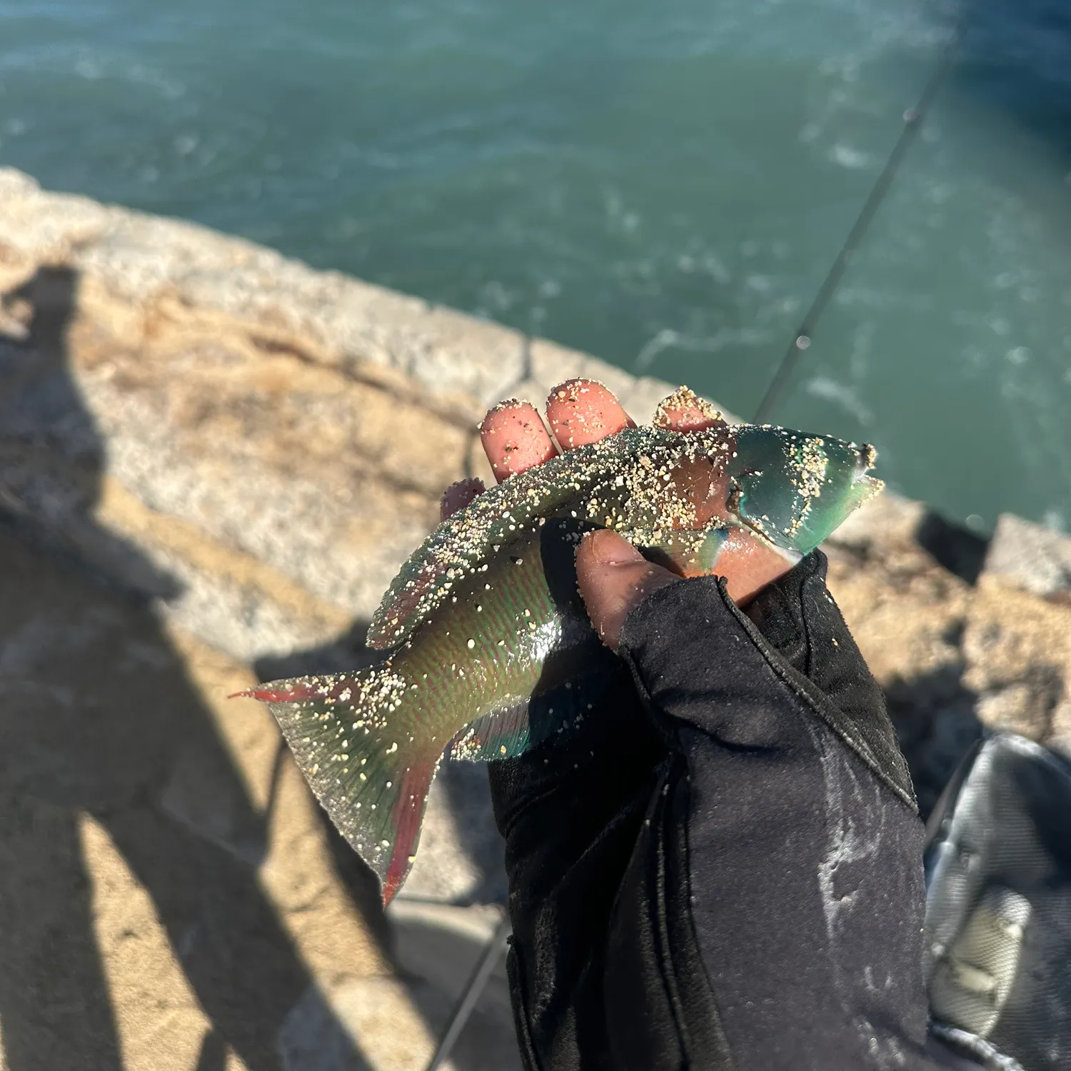 Saddle wrasse caught on Fishbrain