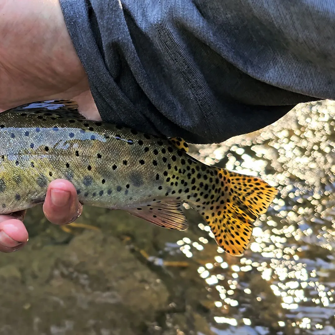 The most recent Bonneville cutthroat trout catches on Fishbrain