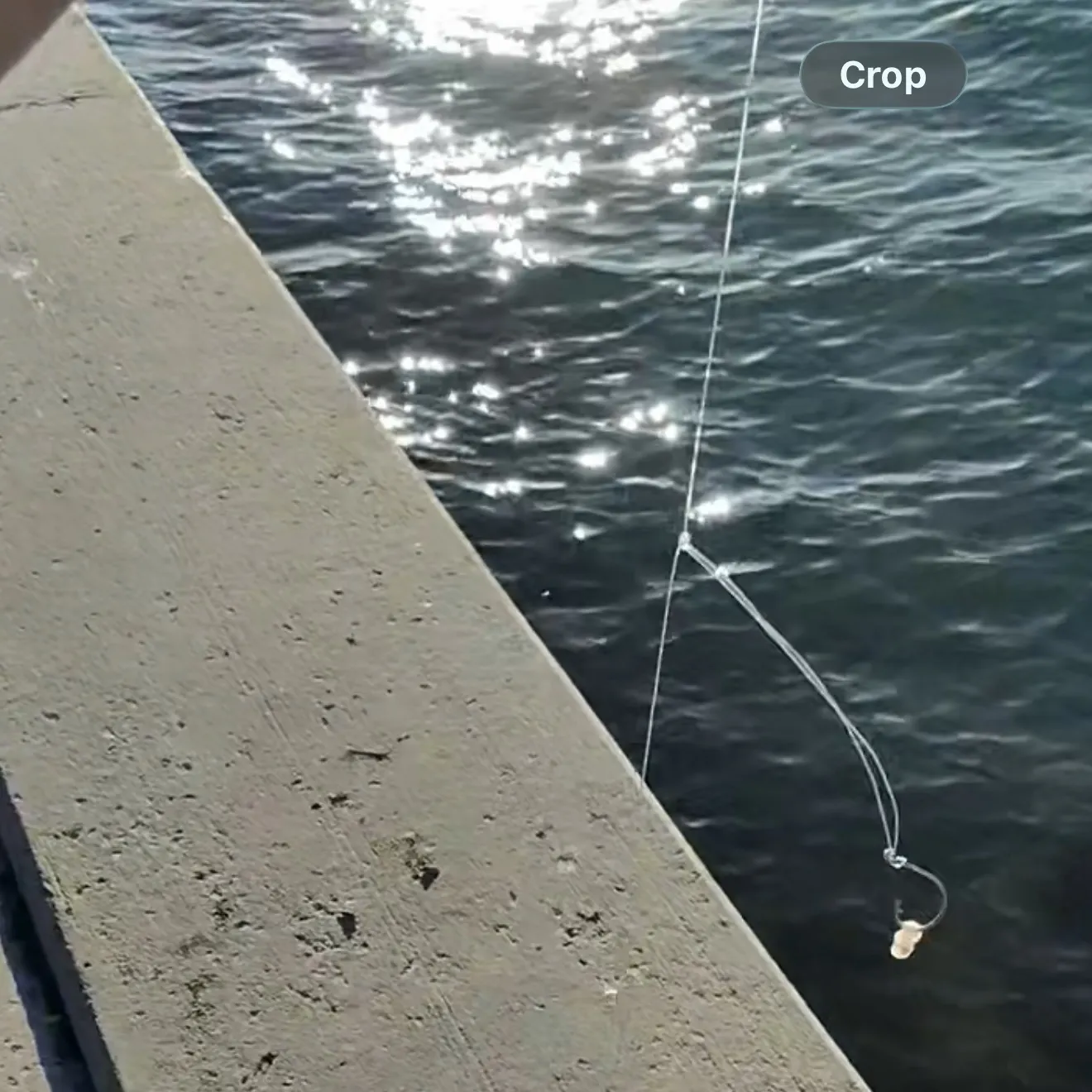 The most recent Southern puffer catches on Fishbrain