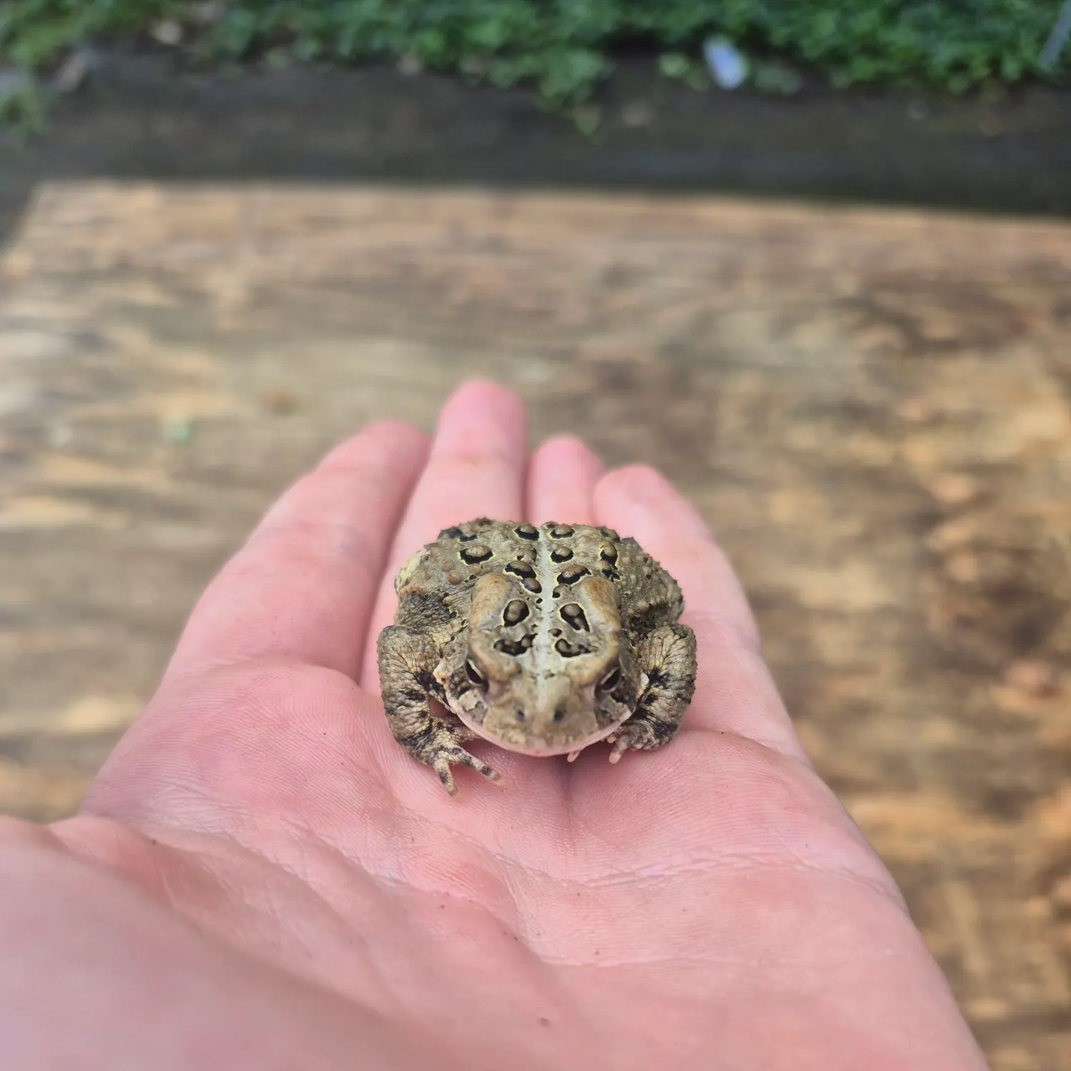 American bullfrog caught on Fishbrain
