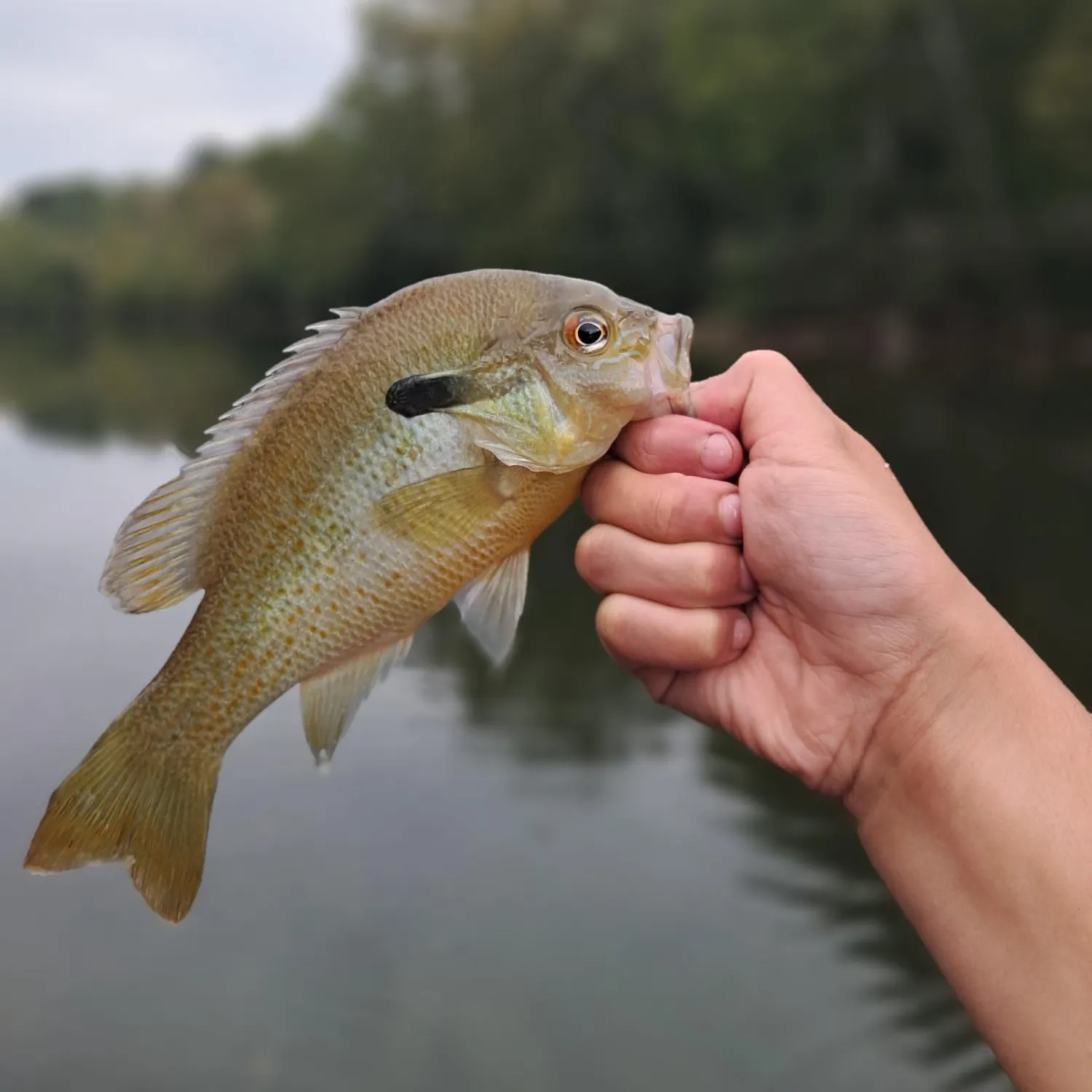 Redbreast sunfish caught on Fishbrain