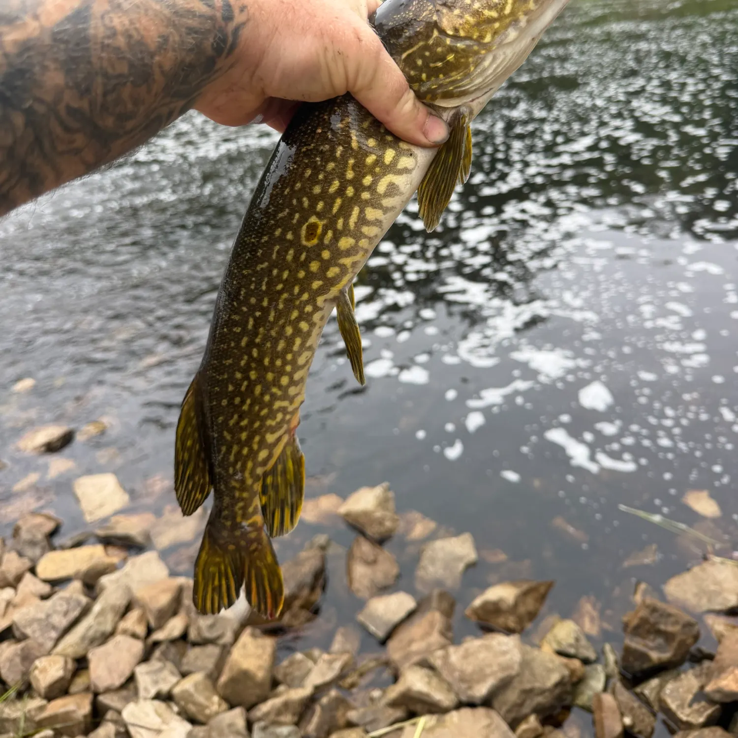 Northern pike caught on Fishbrain