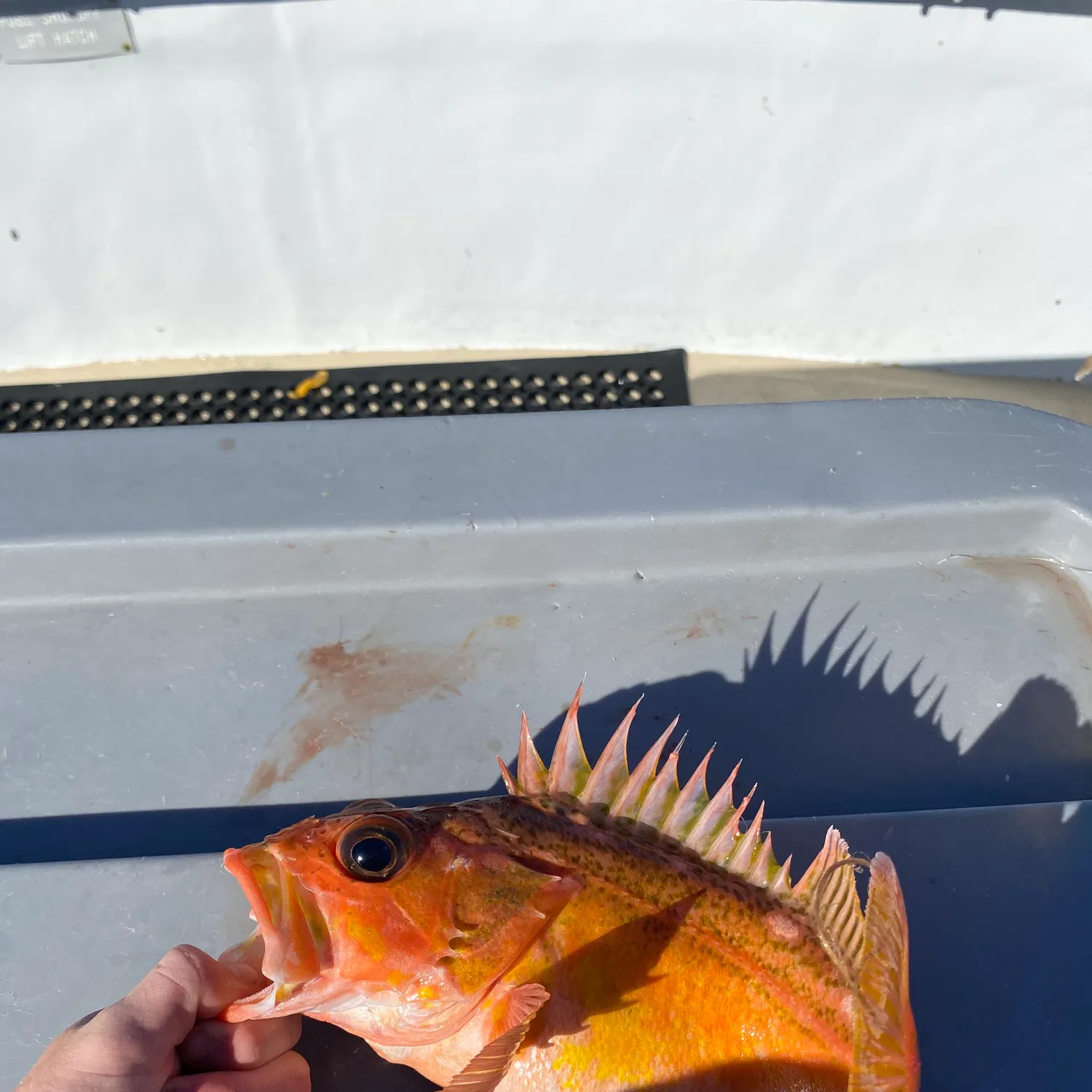 The most recent Greenspotted rockfish catches on Fishbrain
