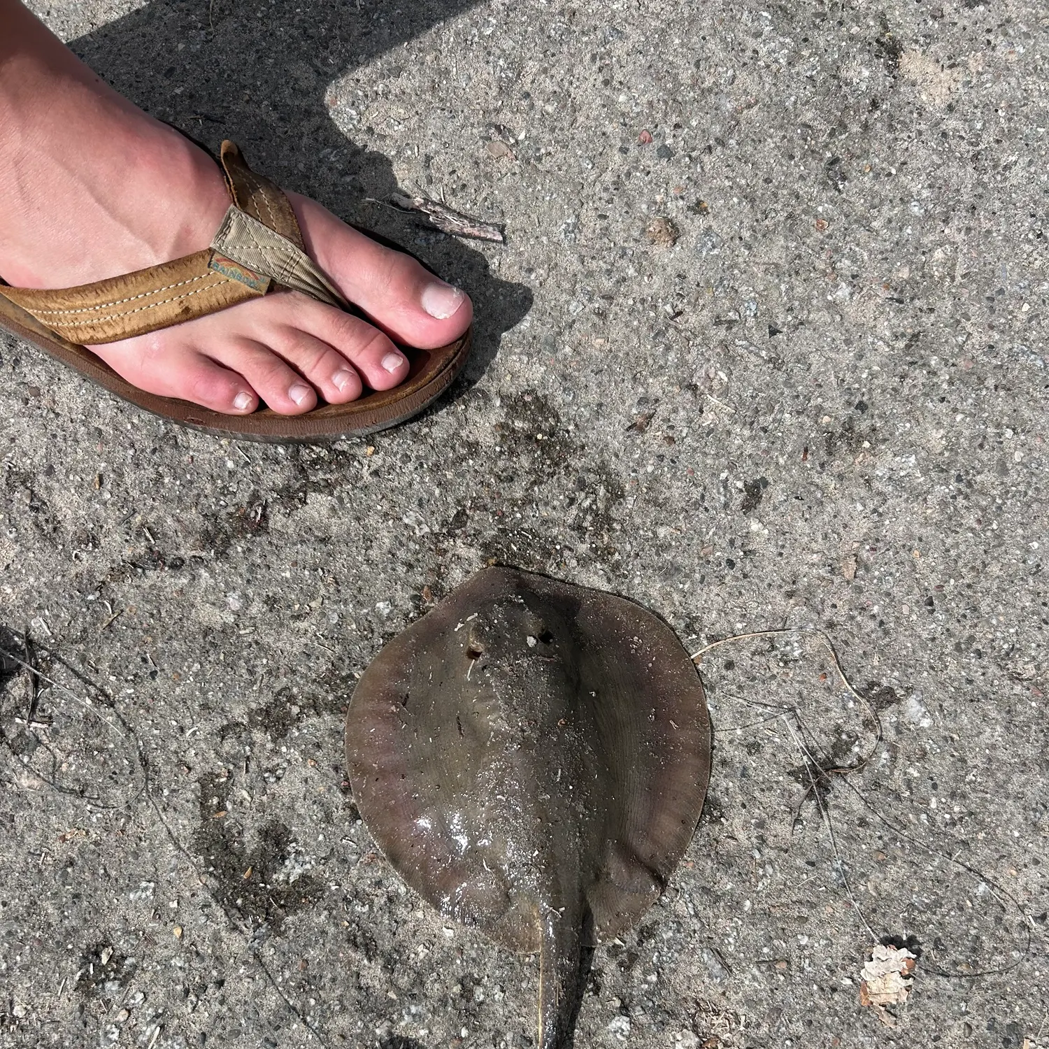 Haller's round ray caught on Fishbrain