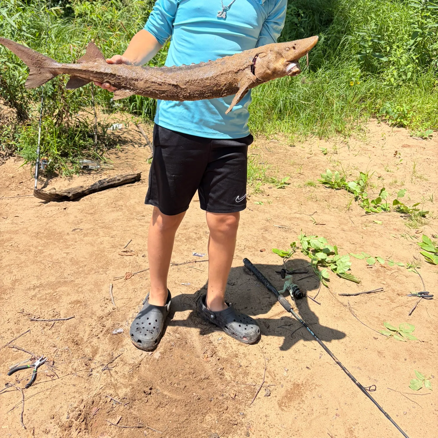 The most recent Lake sturgeon catches on Fishbrain