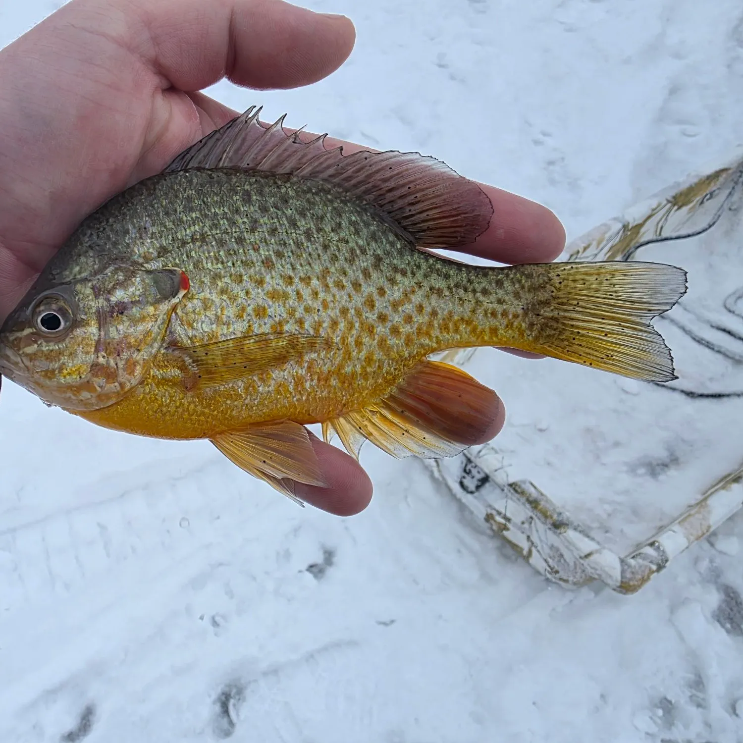 The most recent Pumpkinseed catches on Fishbrain