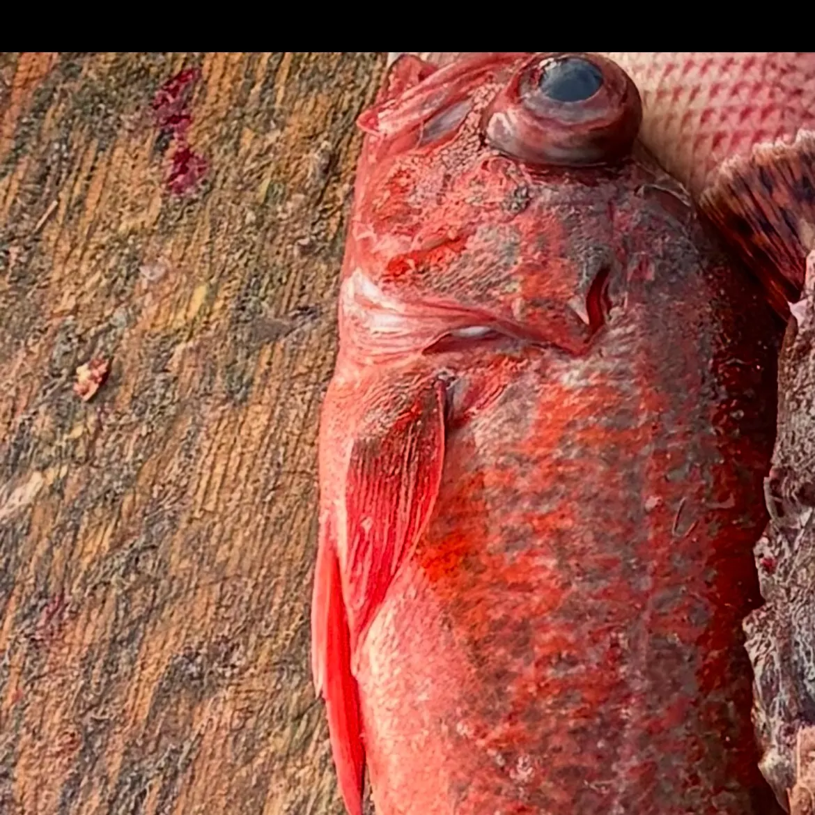 The most recent Redstripe rockfish catches on Fishbrain