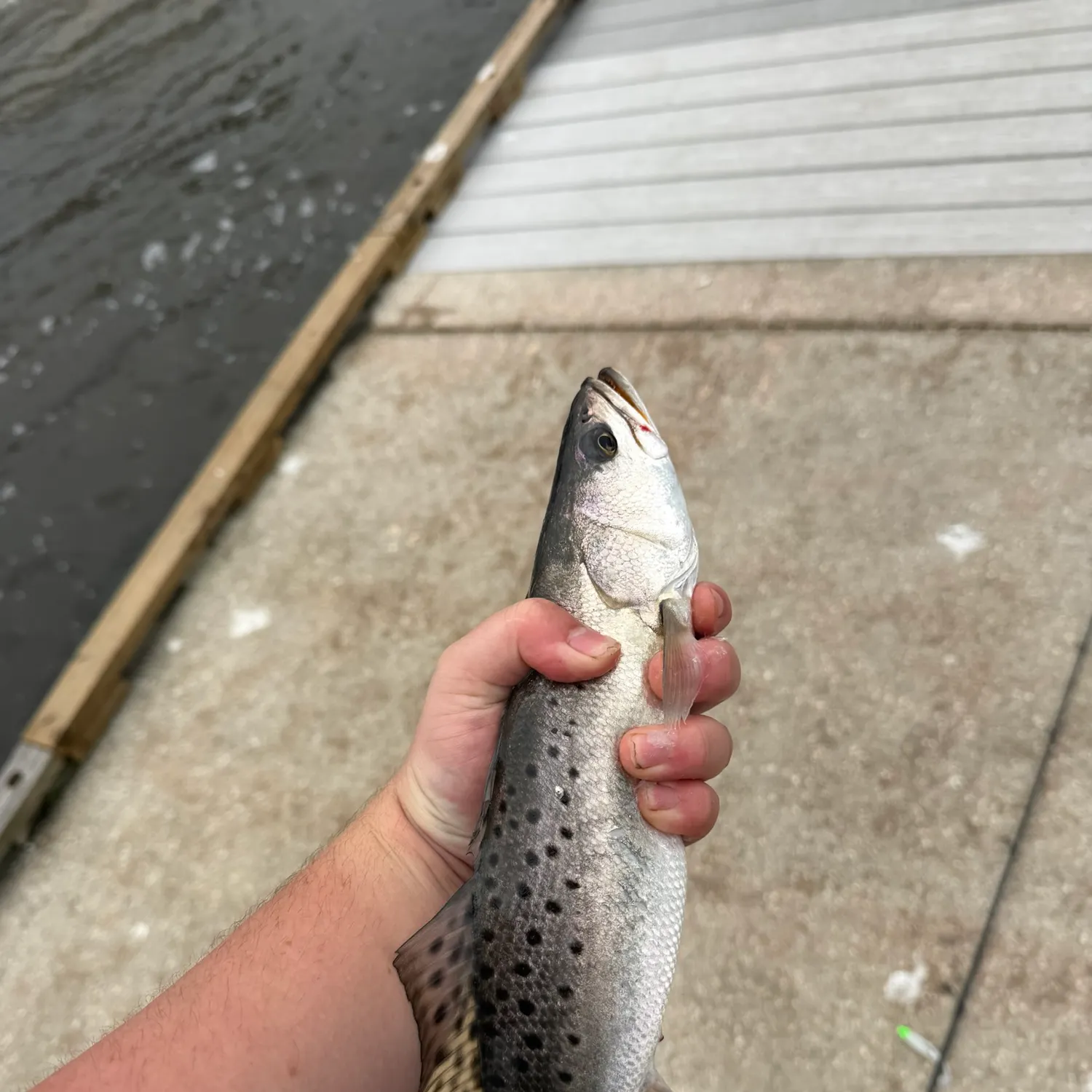 Spotted seatrout caught on Fishbrain