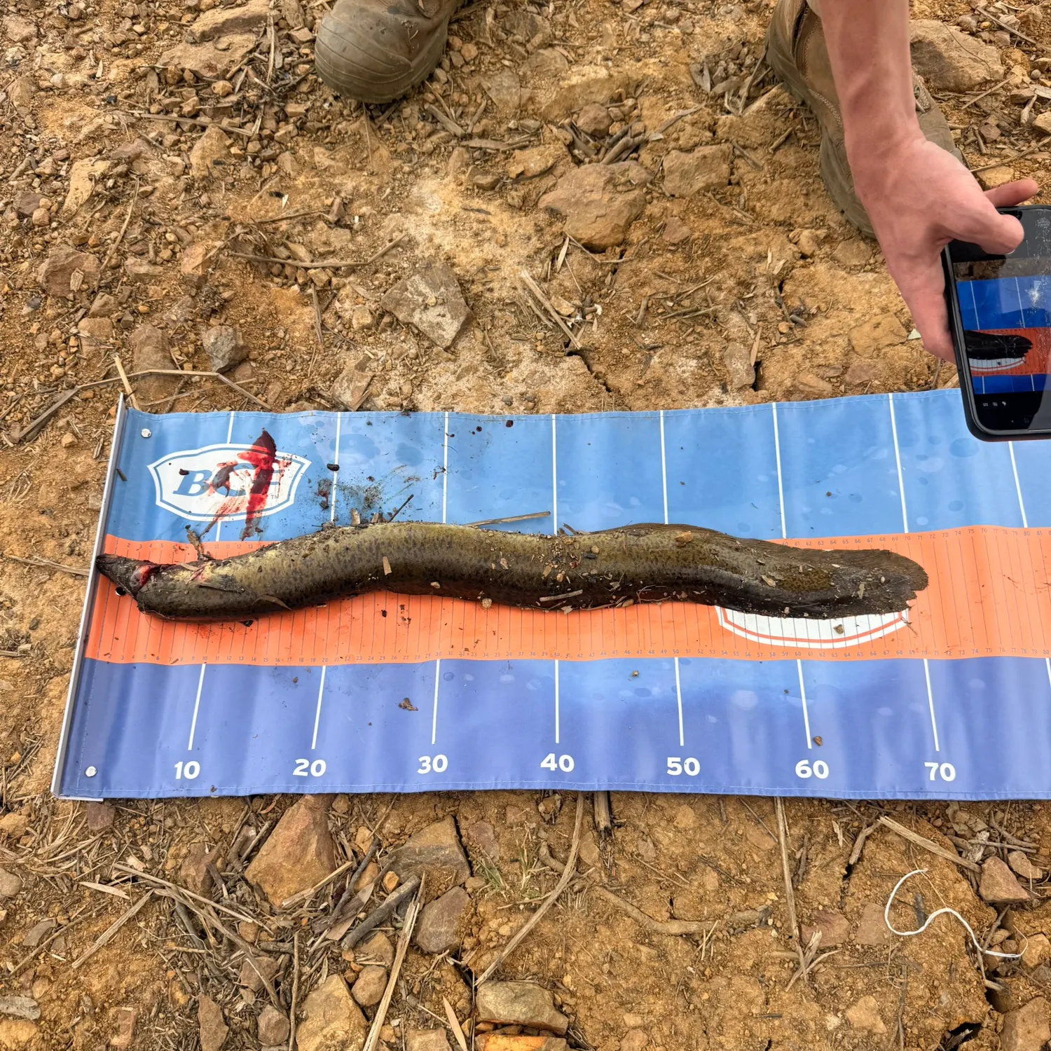 Shortfin eel caught on Fishbrain