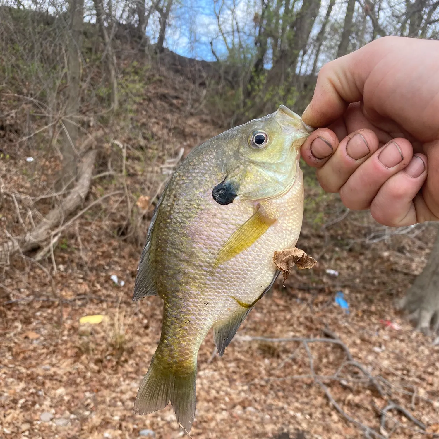 Bluegill caught on Fishbrain