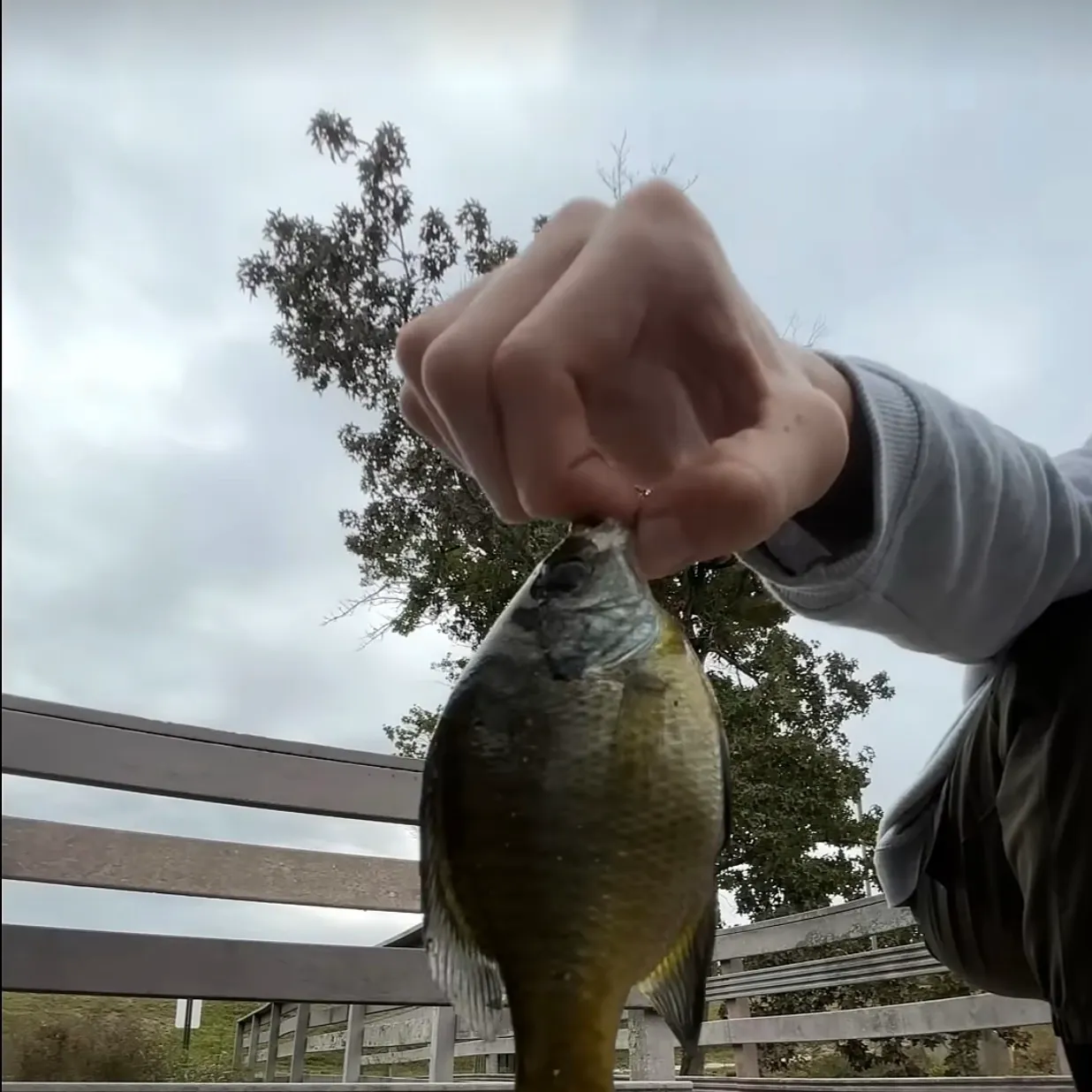 Bluegill caught on Fishbrain