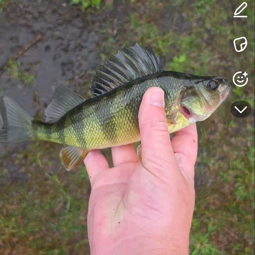 Yellow perch caught on Fishbrain