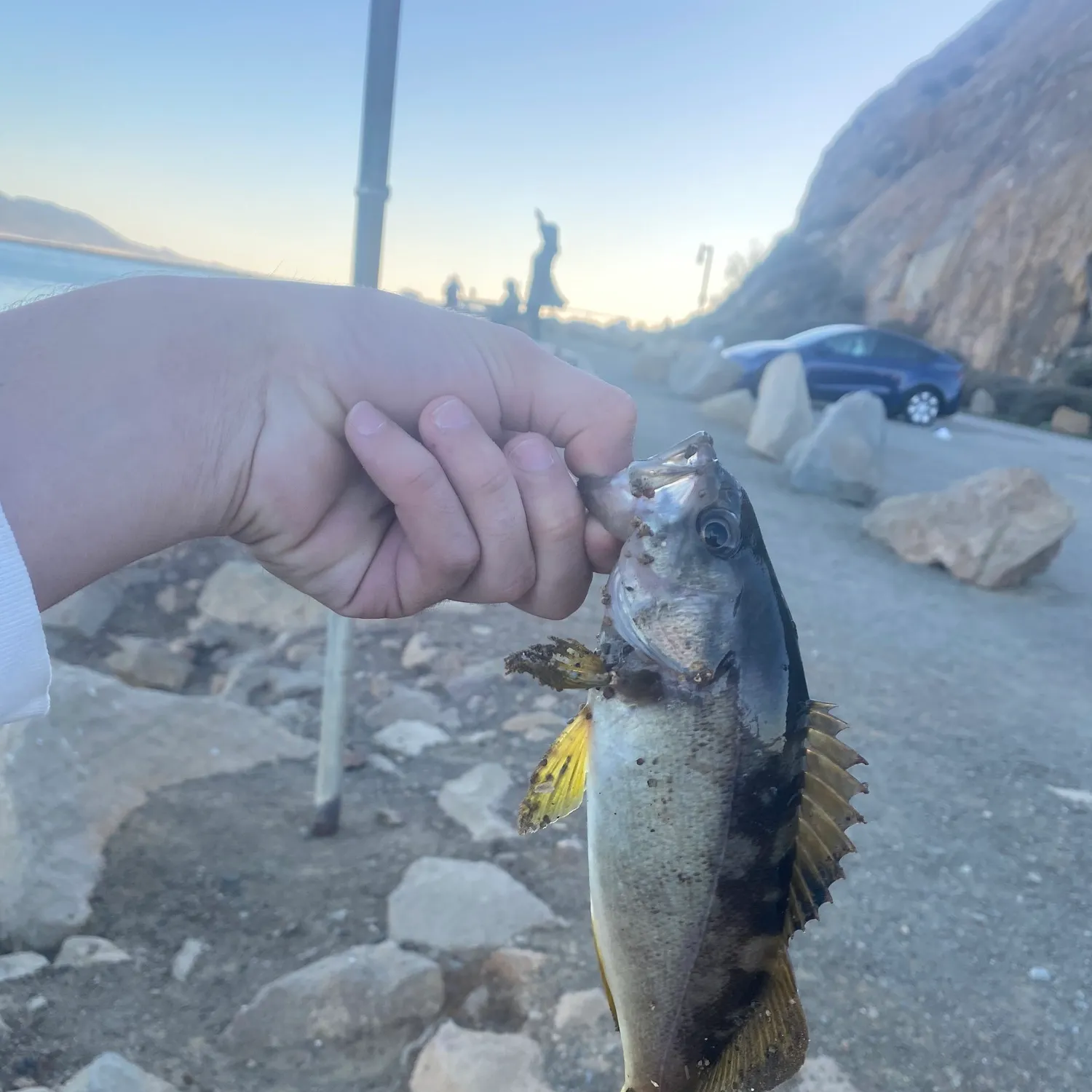 The most recent Olive rockfish catches on Fishbrain
