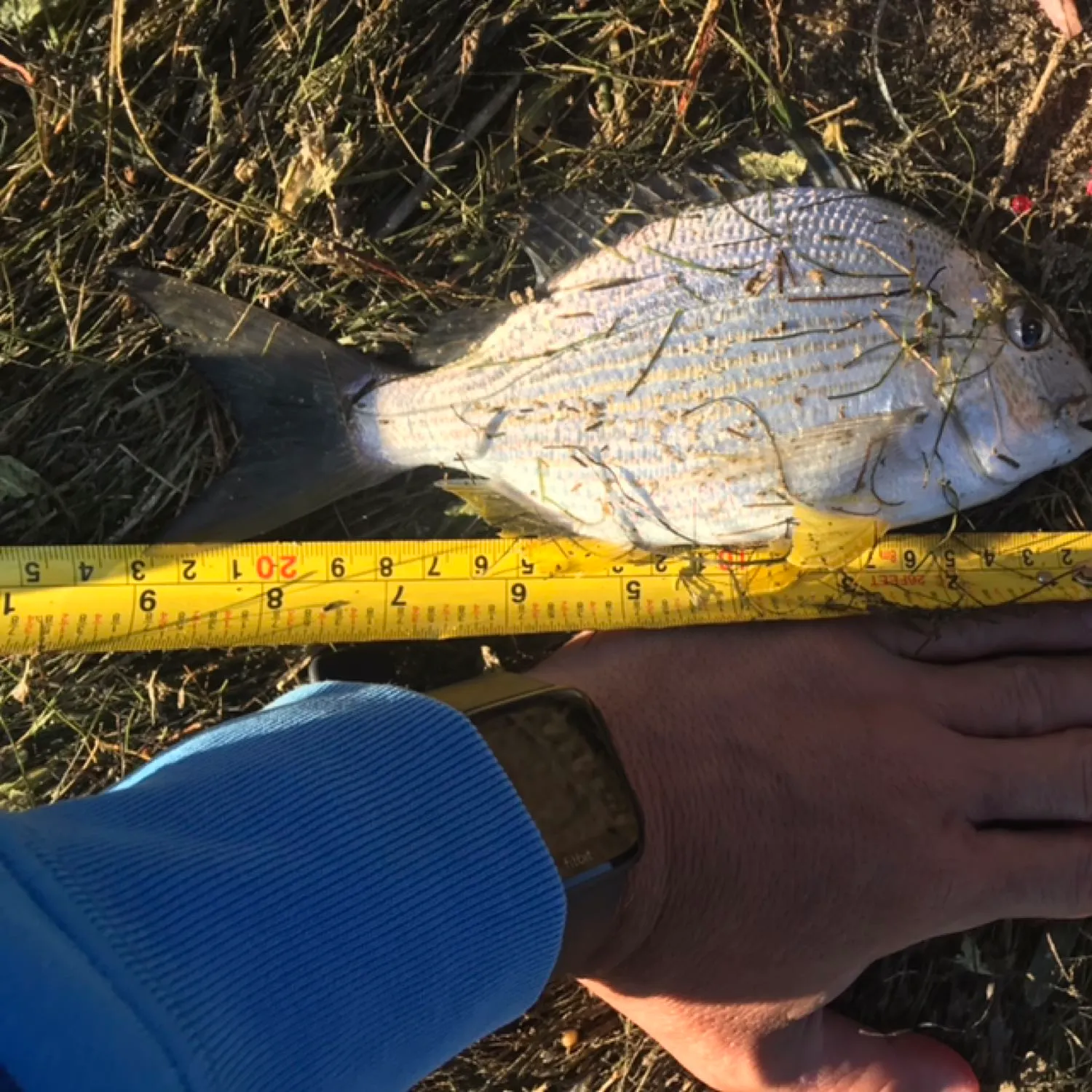 recently logged catches