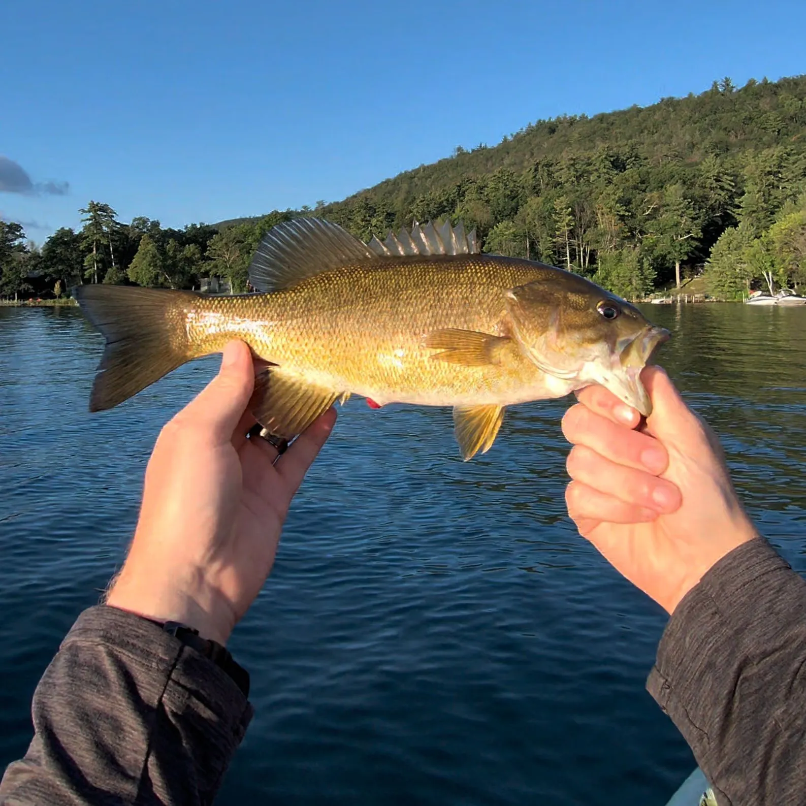 Smallmouth bass caught on Fishbrain