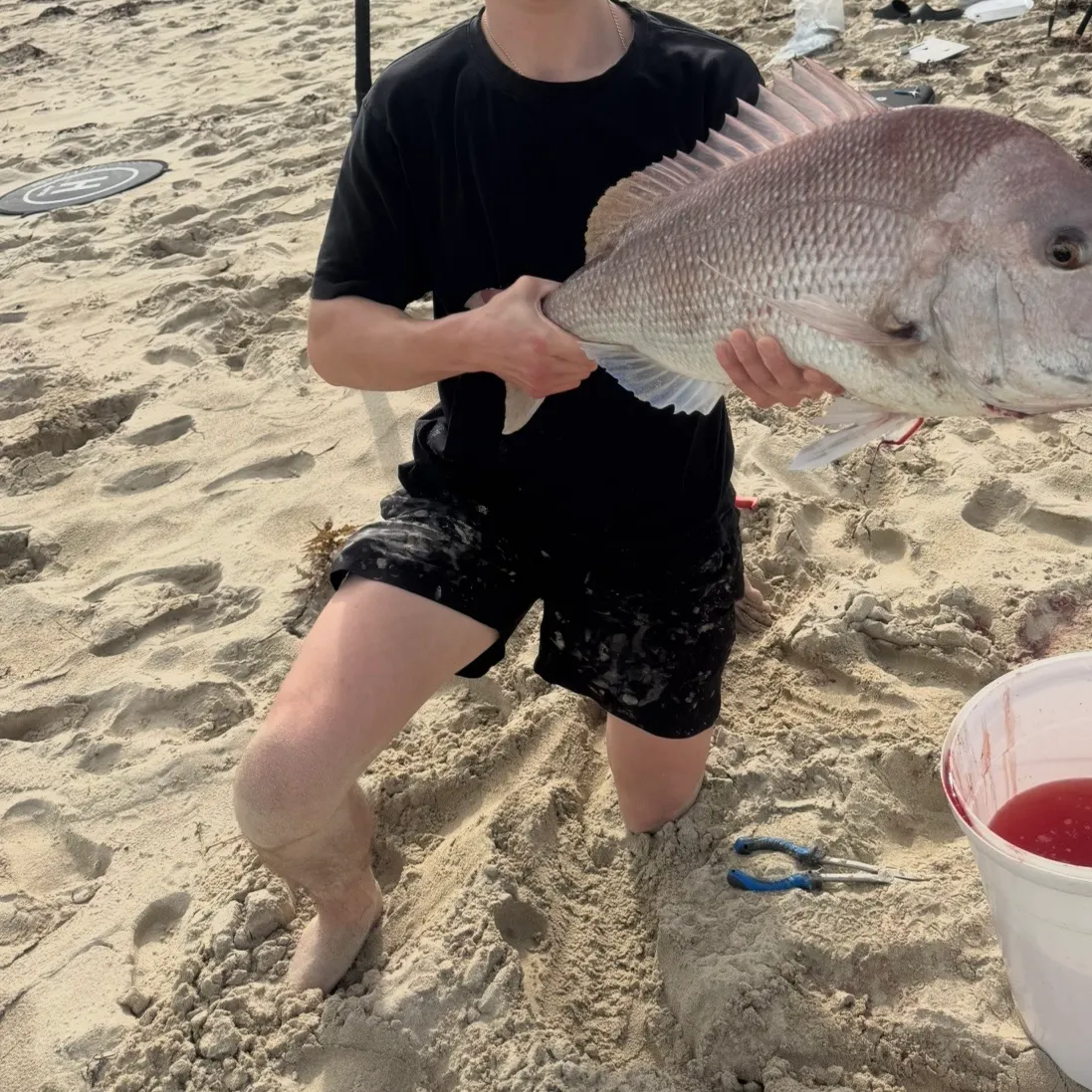 The most recent Australasian snapper catches on Fishbrain