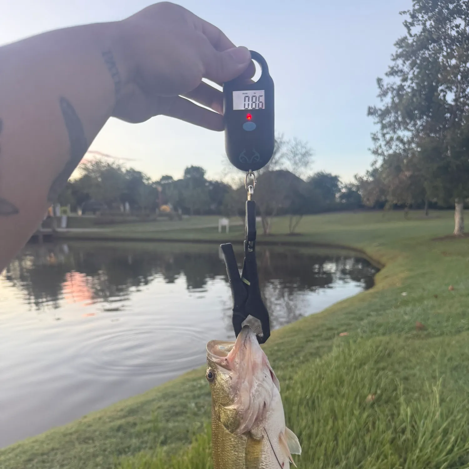 Largemouth bass caught on Fishbrain