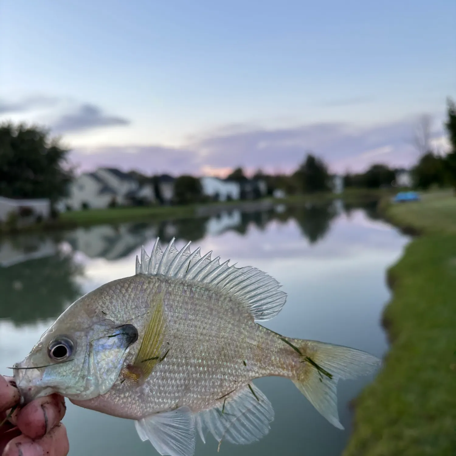 Bluegill caught on Fishbrain